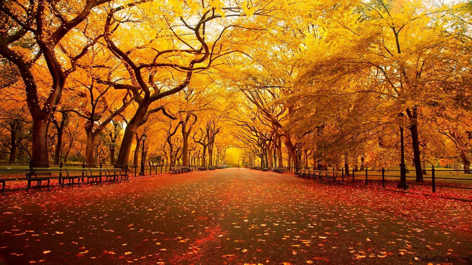 Central Park New York HD wallpaper