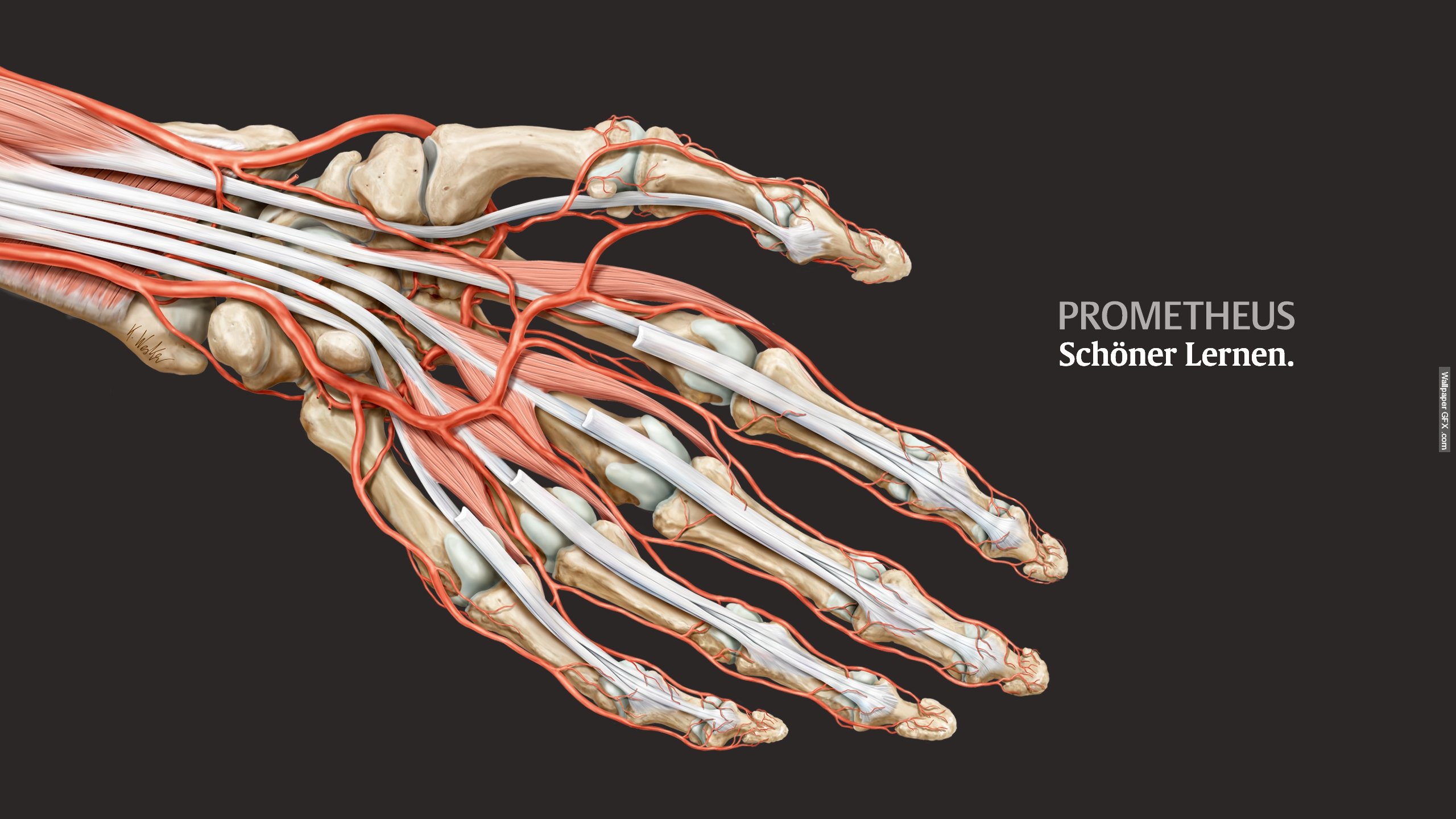 Human Anatomy wallpaper by ptwsyvnn  Download on ZEDGE  cff2