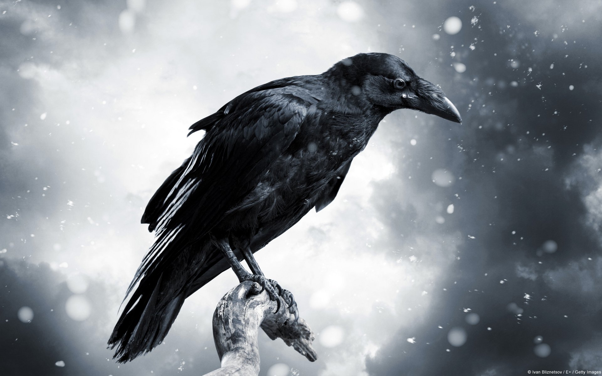 Dark Raven Wallpapers  Top Free Dark Raven Backgrounds  WallpaperAccess