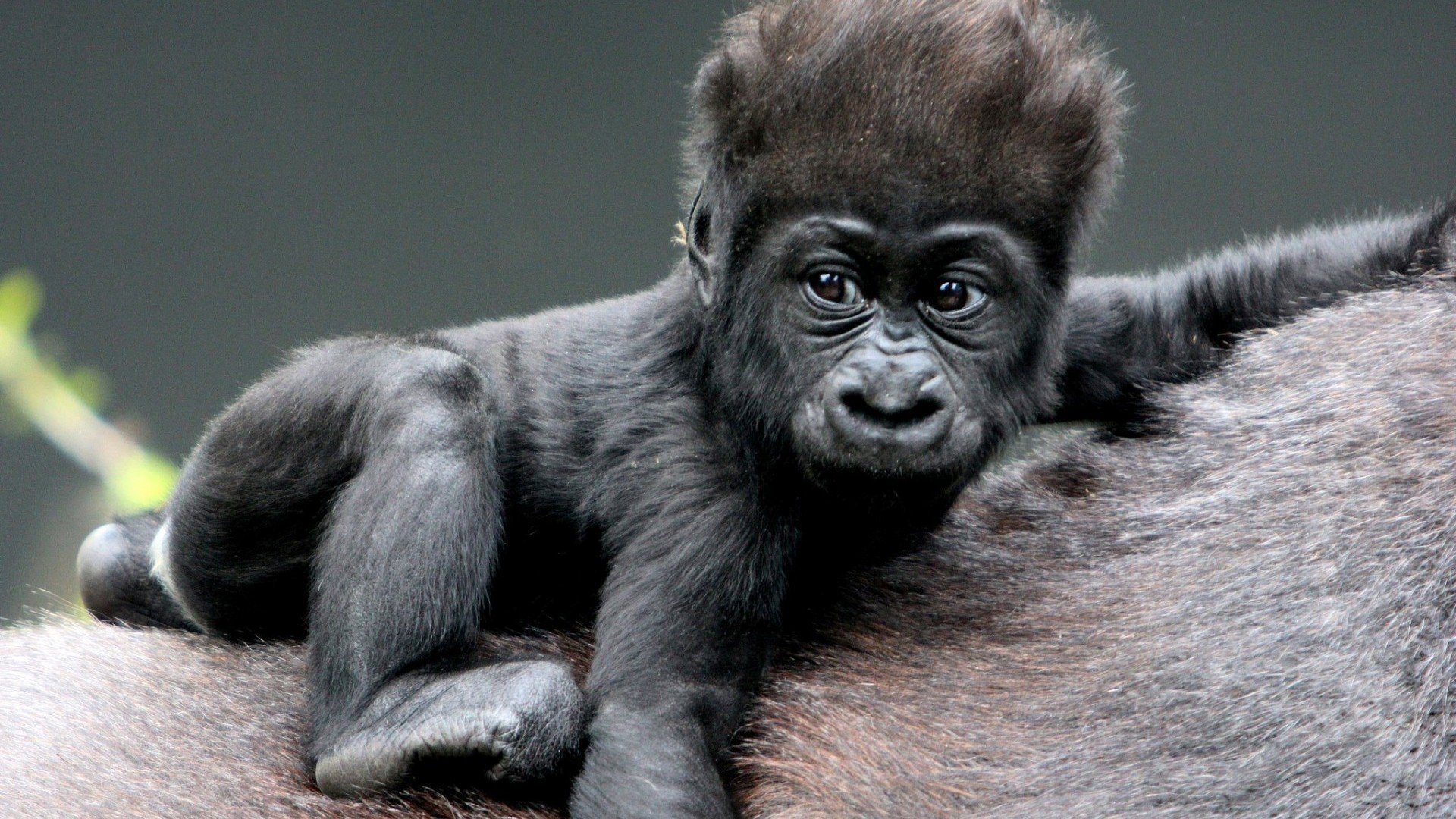 500 Gorilla Pictures  Download Free Images on Unsplash