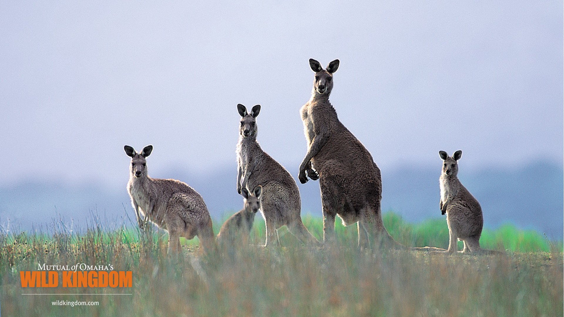 Download wallpaper 1350x2400 kangaroo ears look cute australia iphone  876s6 for parallax hd background