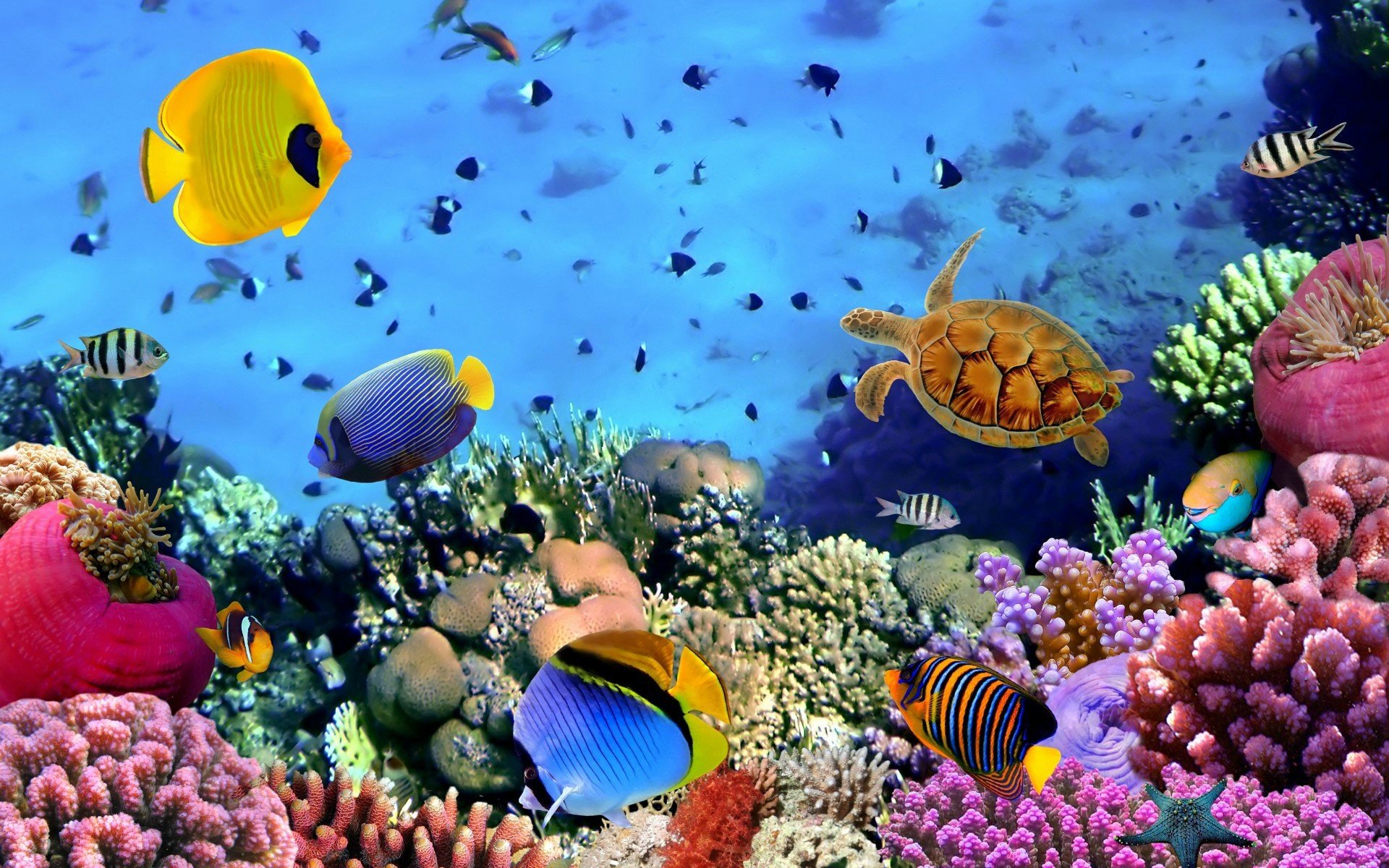 Ocean Fish HD wallpaper