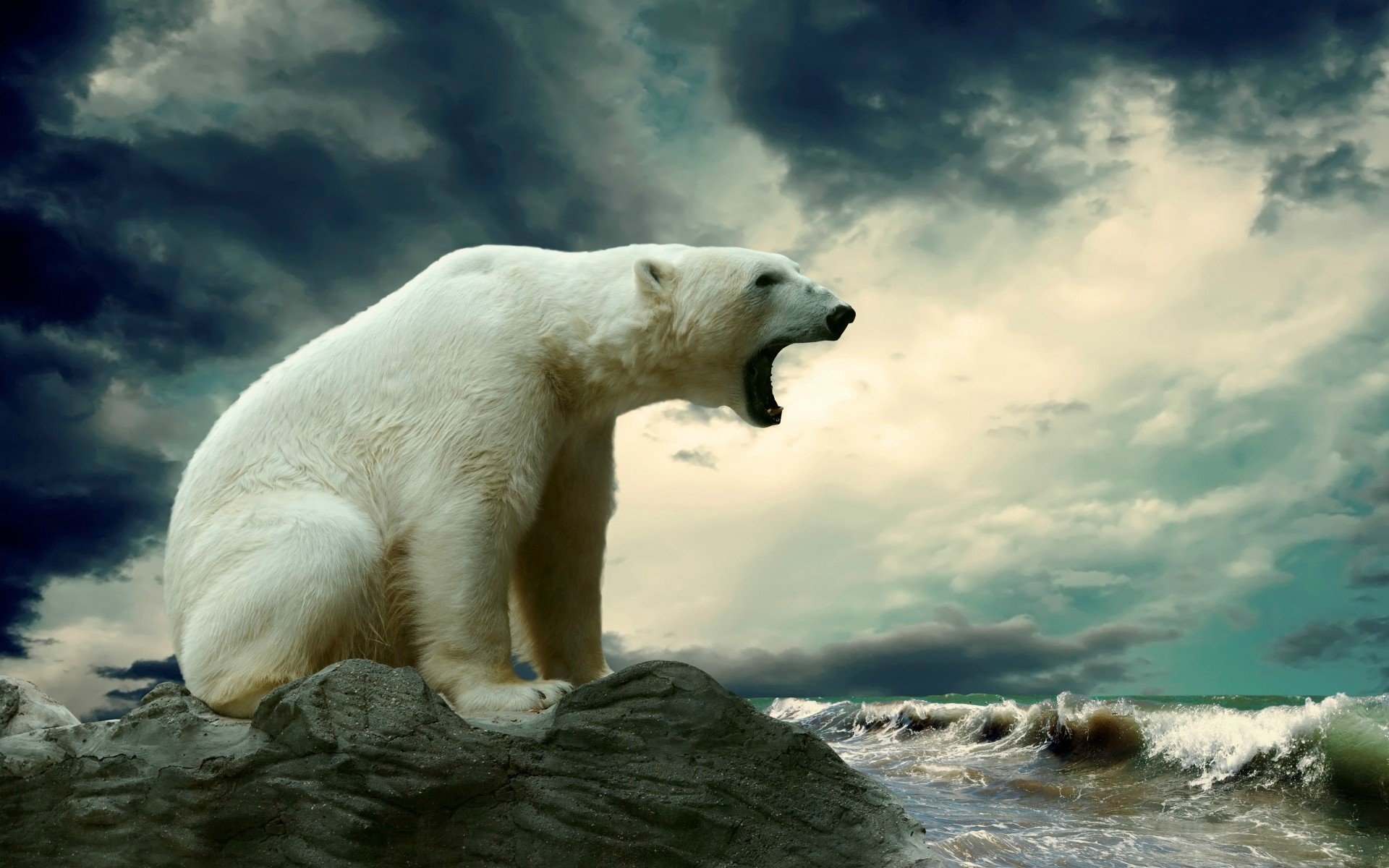 Polar Bear HD wallpaper