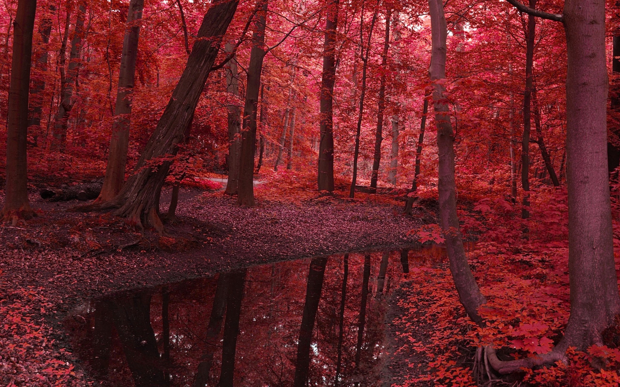 Red Leaves HD wallpaper