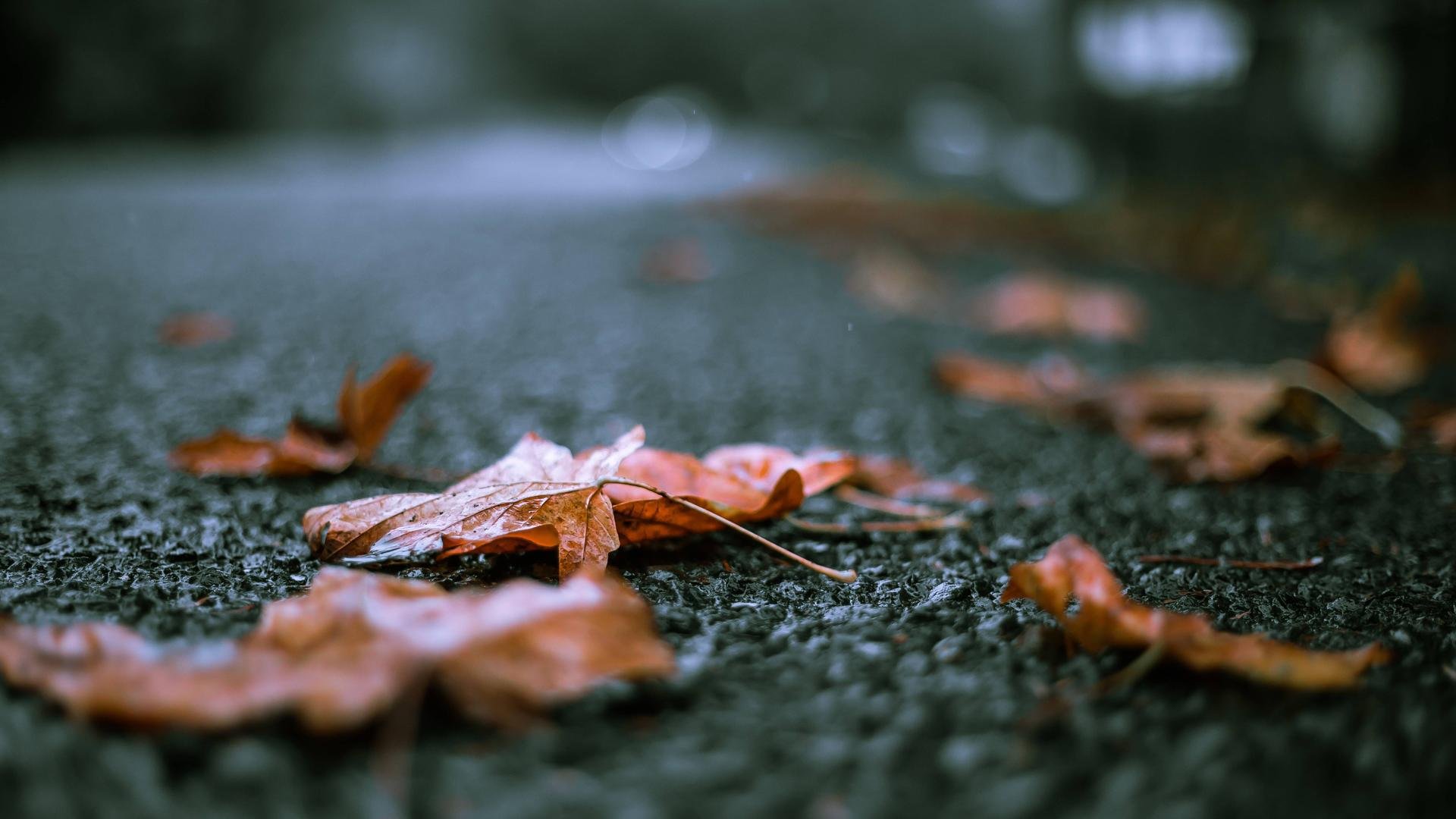 Fall Leaves After the Rain HD wallpaper