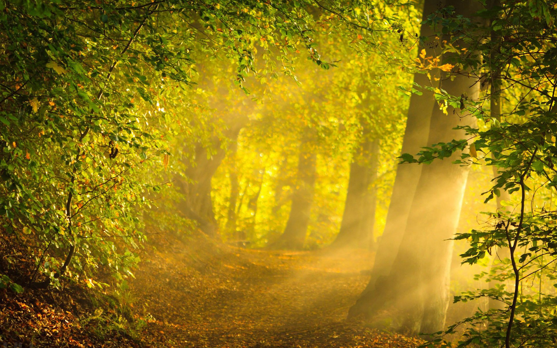 Morning Sunshine in The Forest HD wallpaper