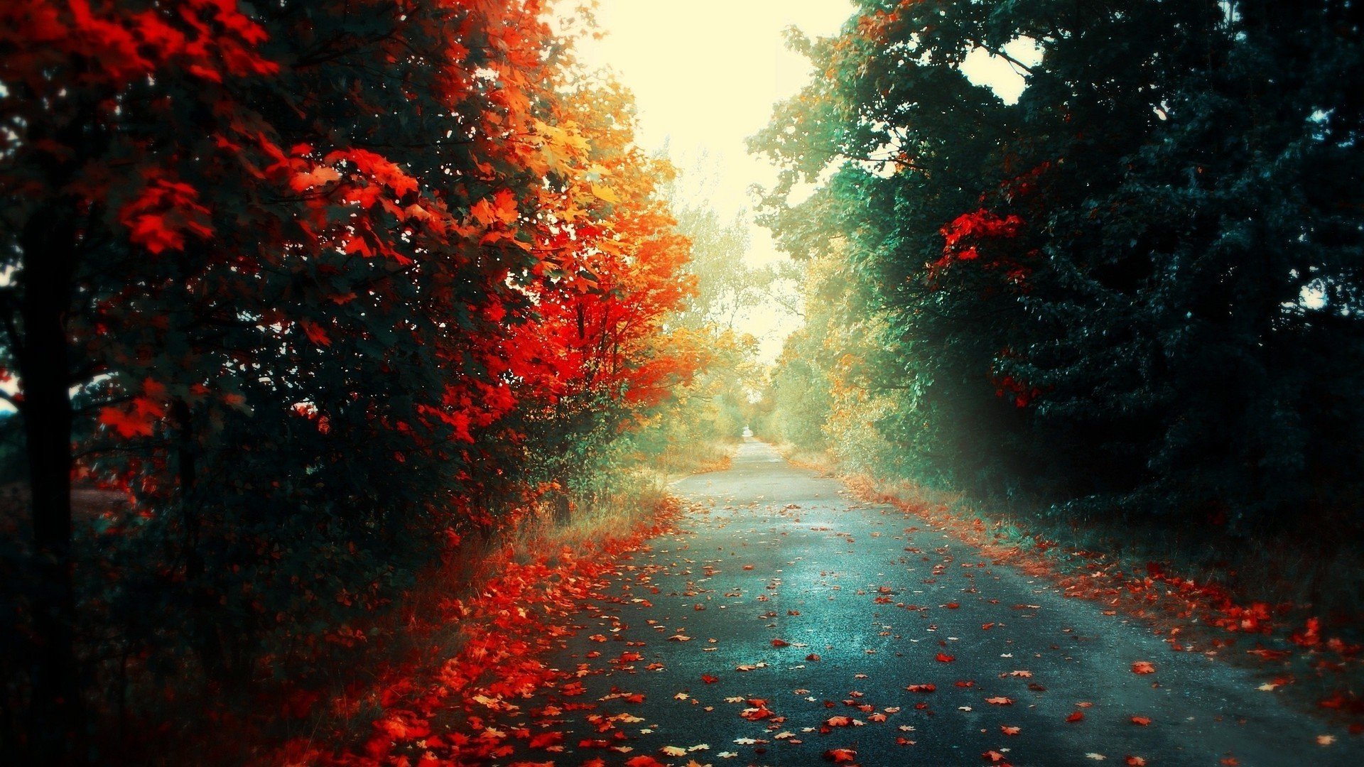 100 Red Forest Wallpapers  Wallpaperscom