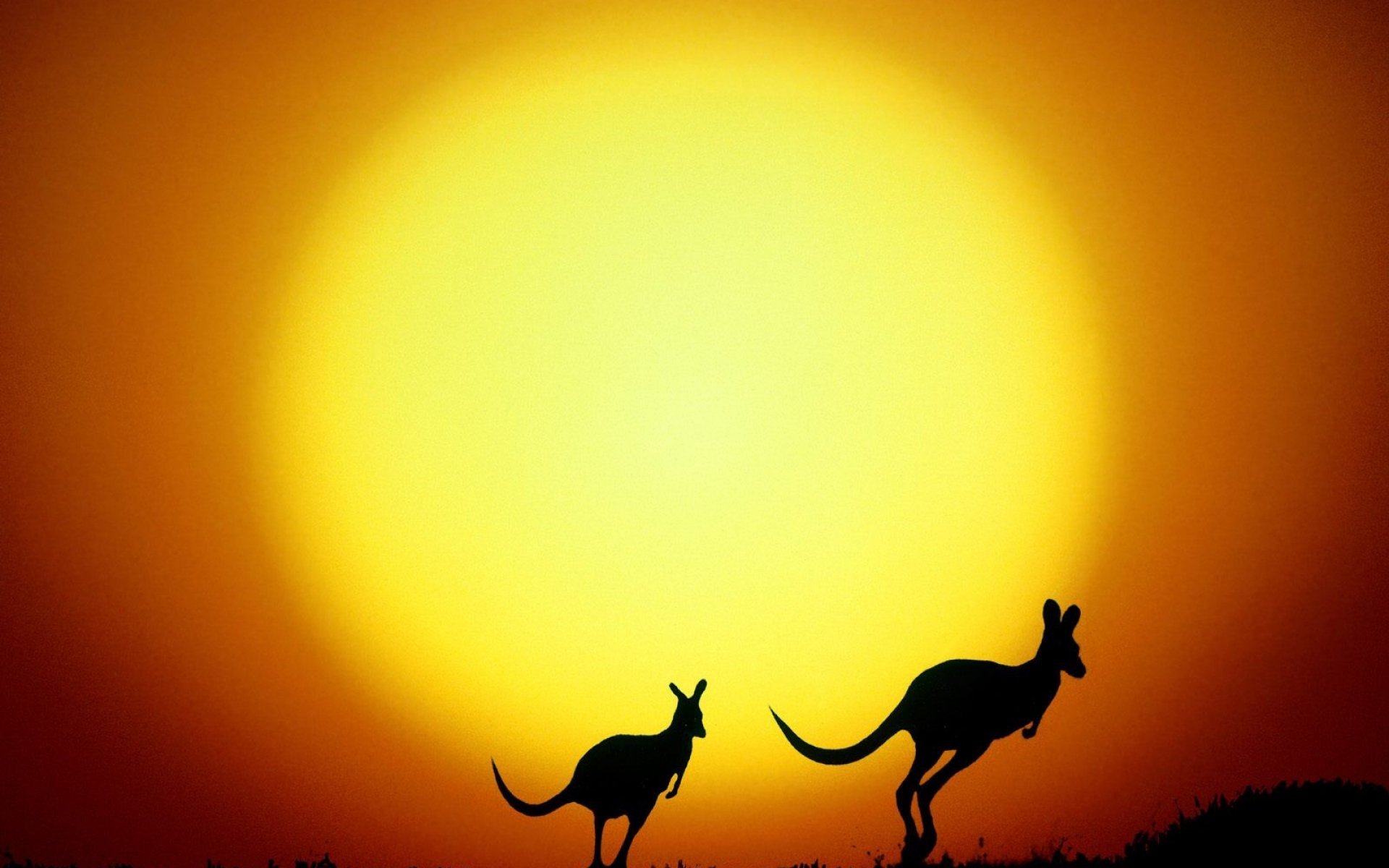 Kangaroo Evening Australia HD wallpaper