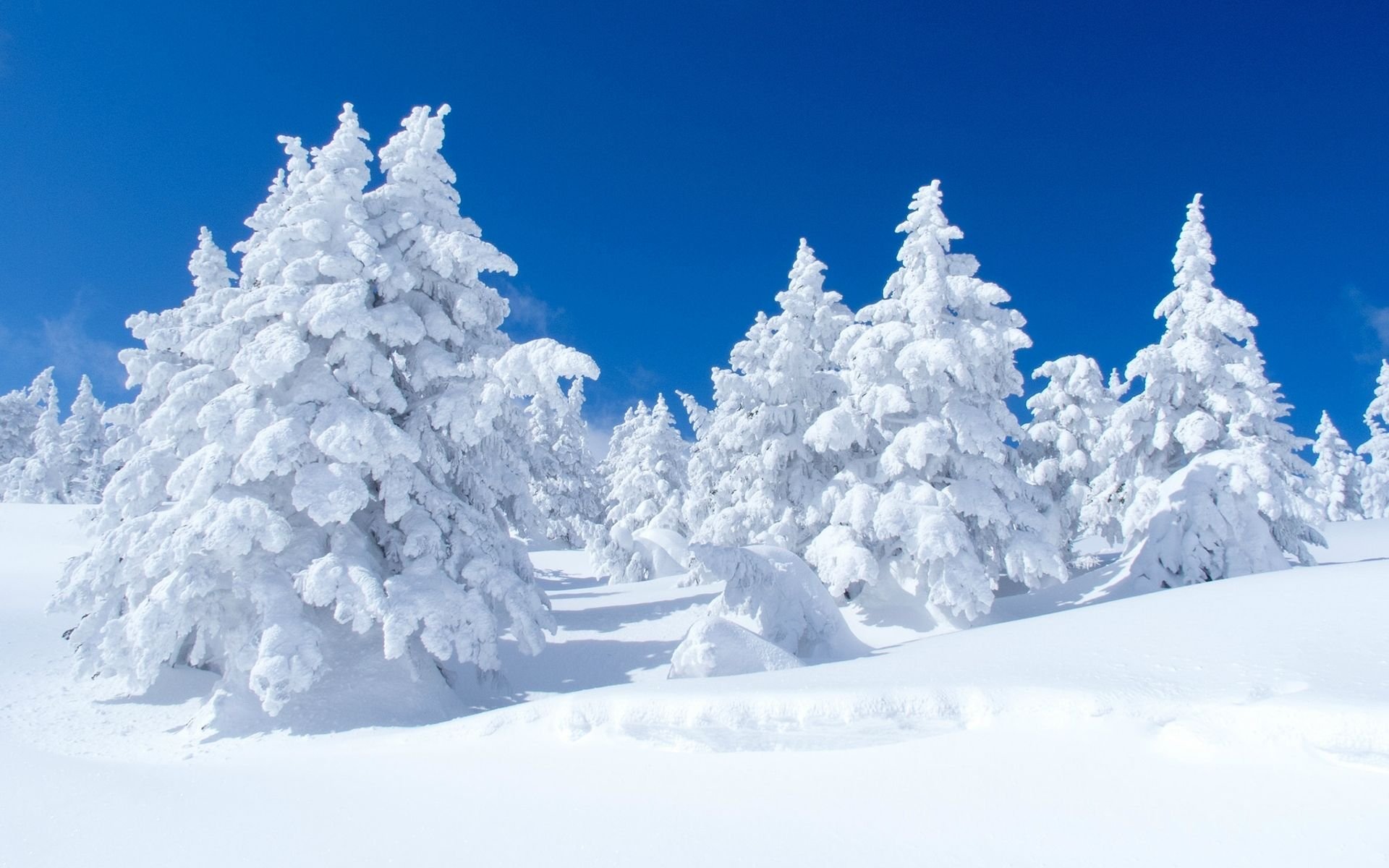 Snowy Pine Trees HD Wallpaper.