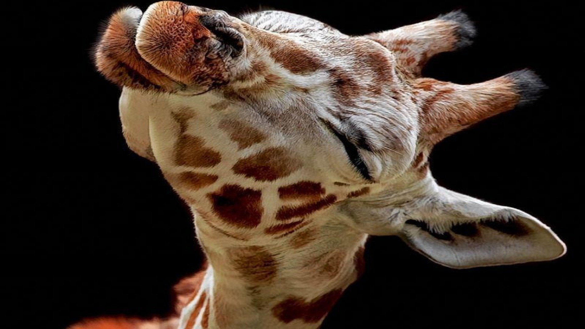 30 Giraffe Wallpapers HD 4K 5K for PC and Mobile  Download free images  for iPhone Android