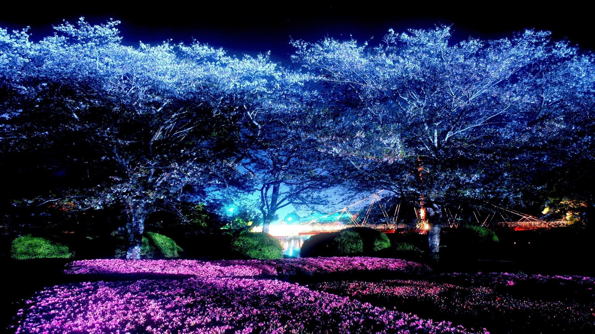 Moonlight Park Night Cherry Blossoms HD wallpaper