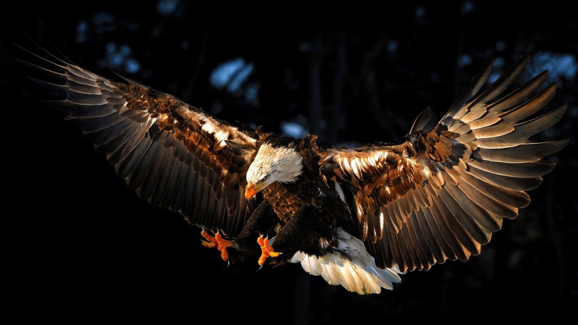 Awesome Eagle HD wallpaper