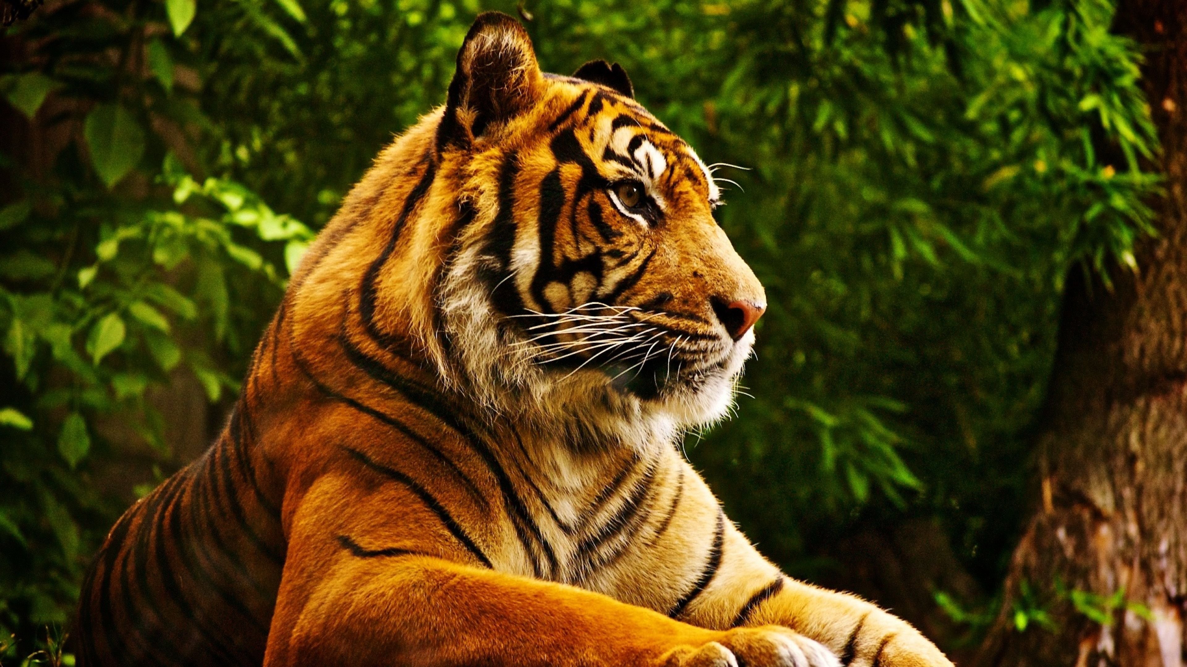 Bengal Tiger Images  Browse 89548 Stock Photos Vectors and Video   Adobe Stock