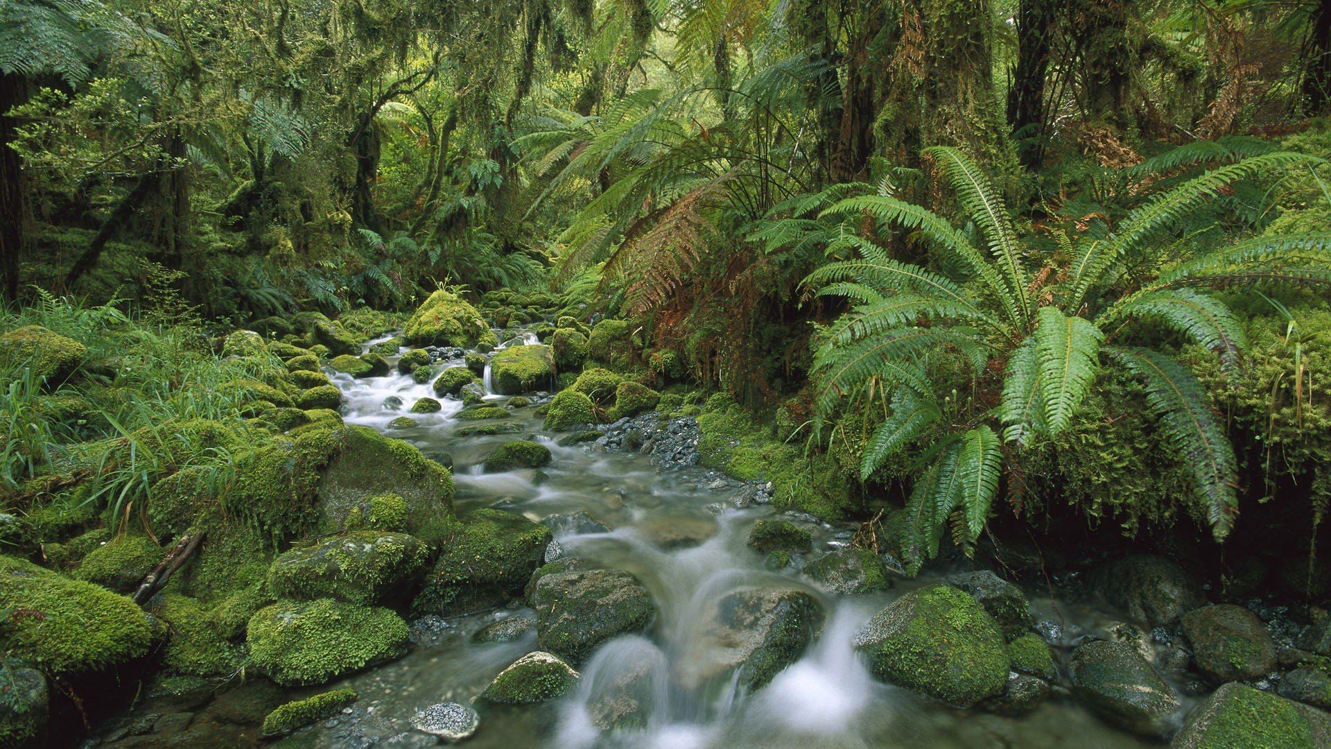 rainforest wallpapers, photos and desktop backgrounds up to 8K