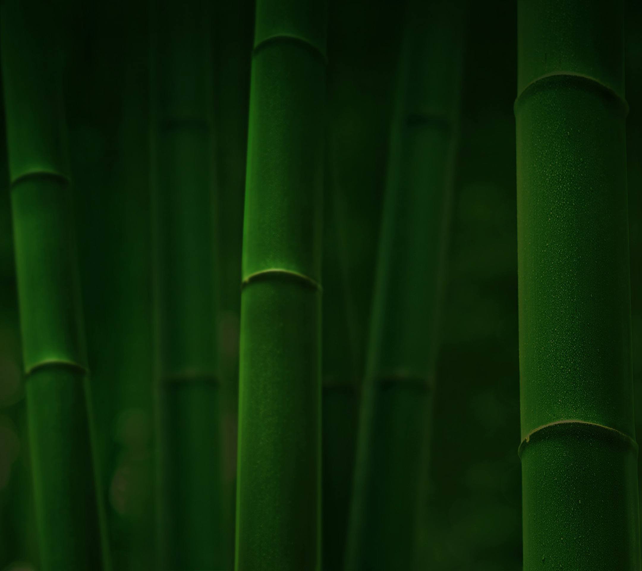 Bamboo 4K wallpapers for your desktop or mobile screen free and easy to  download
