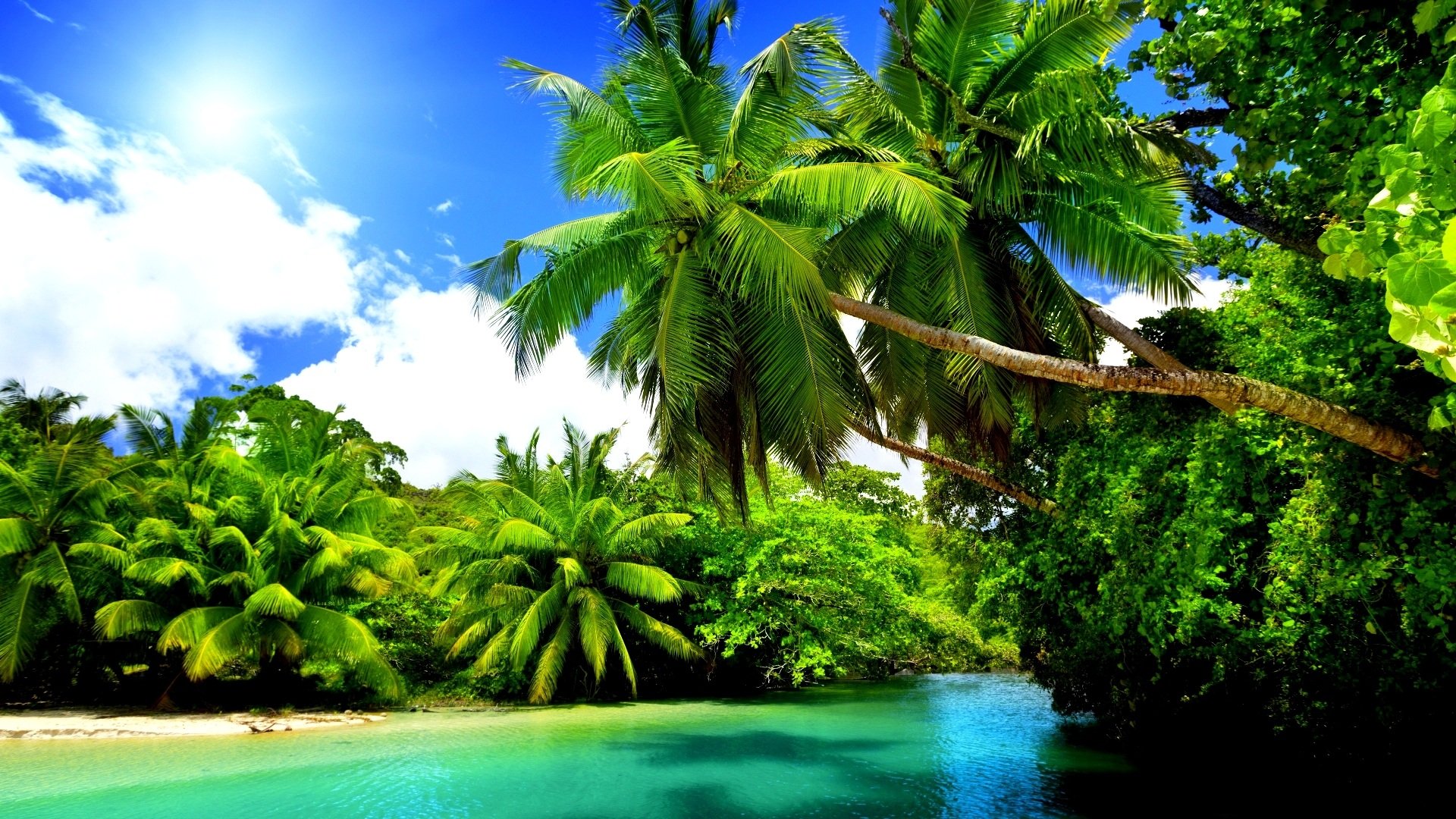 Sunny Summer Palms Sunshine Beach Nature HD wallpaper