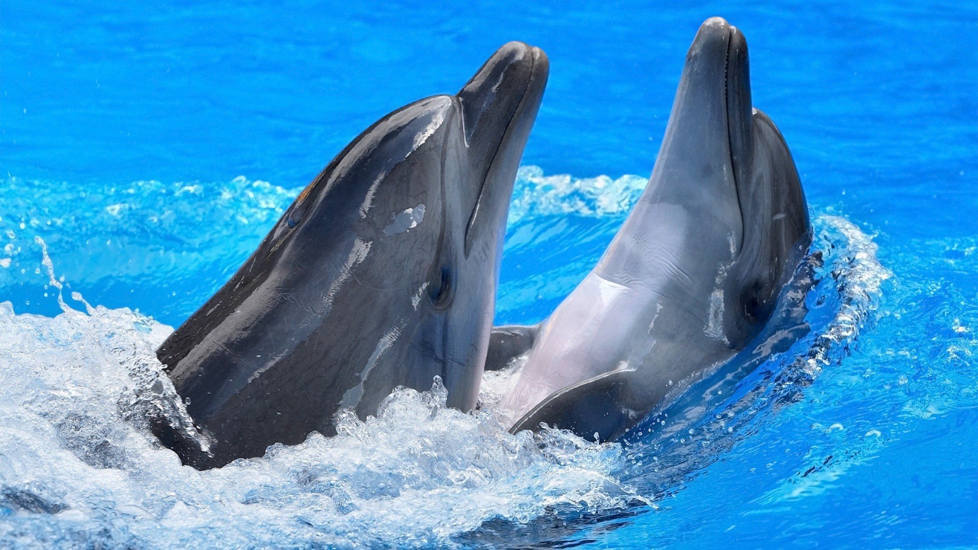 Dolphins Live Wallpaper:Amazon.co.uk:Appstore for Android