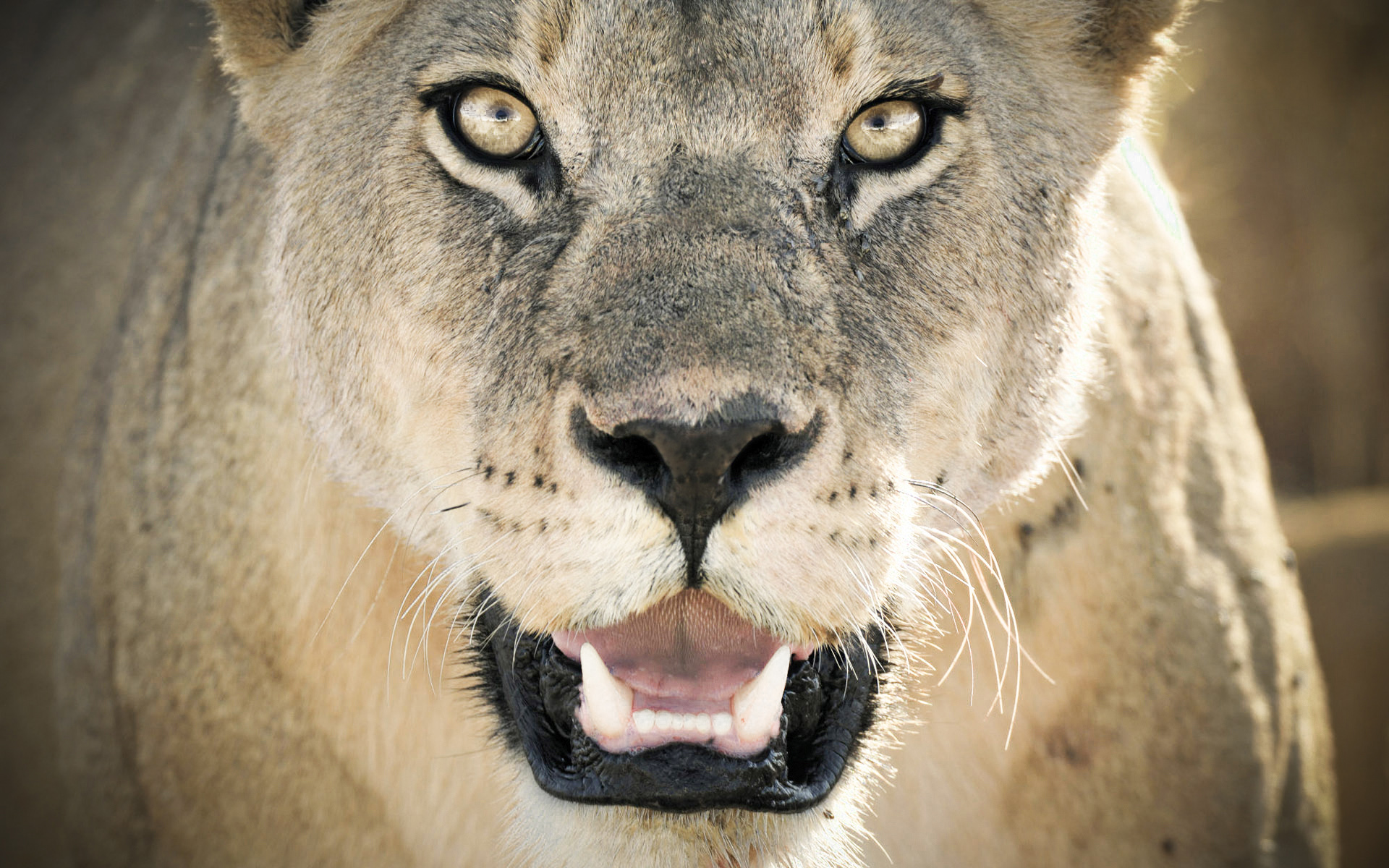 500 Lioness Pictures  Download Free Images on Unsplash
