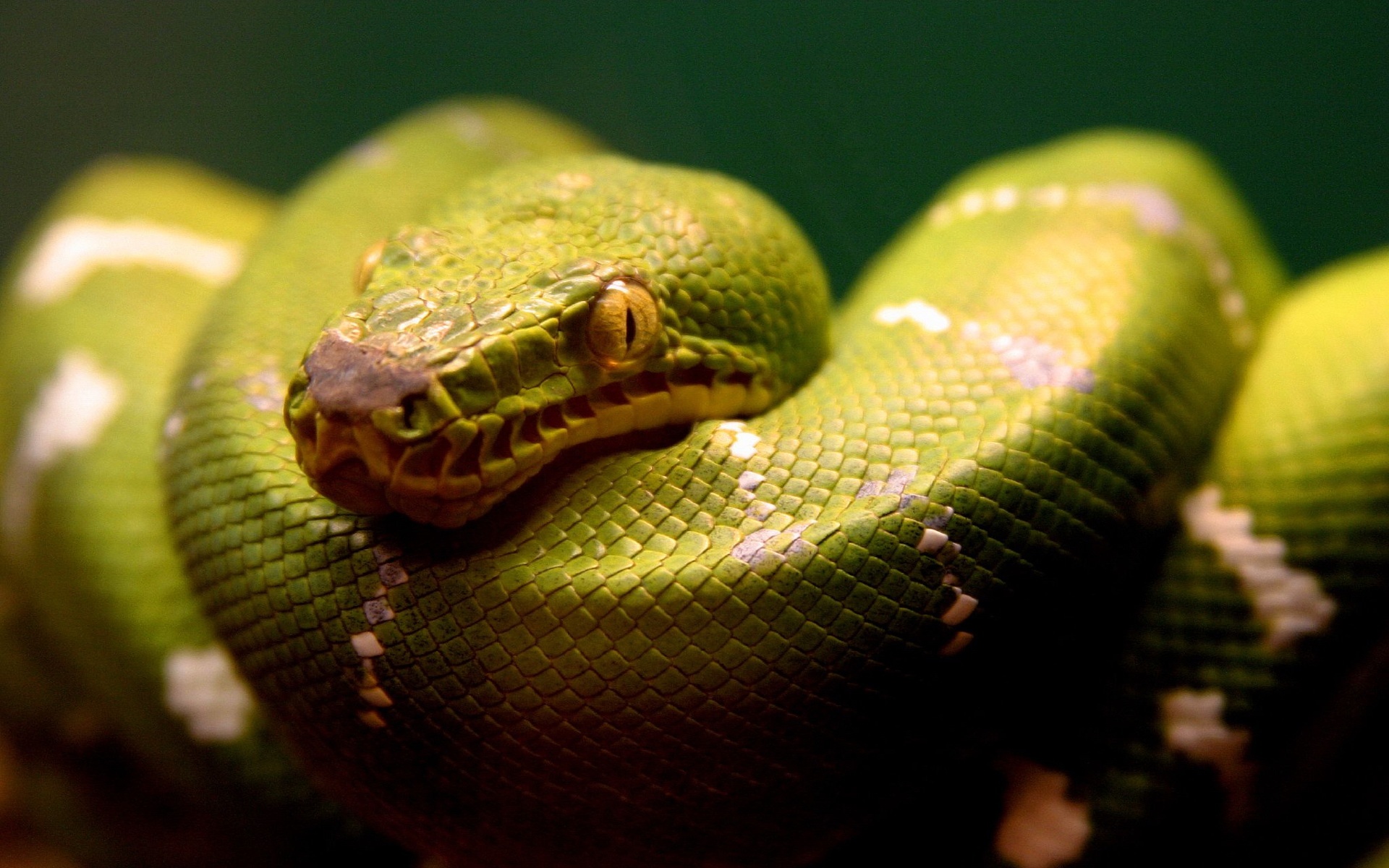 Green Snake Background Images, HD Pictures and Wallpaper For Free Download  | Pngtree