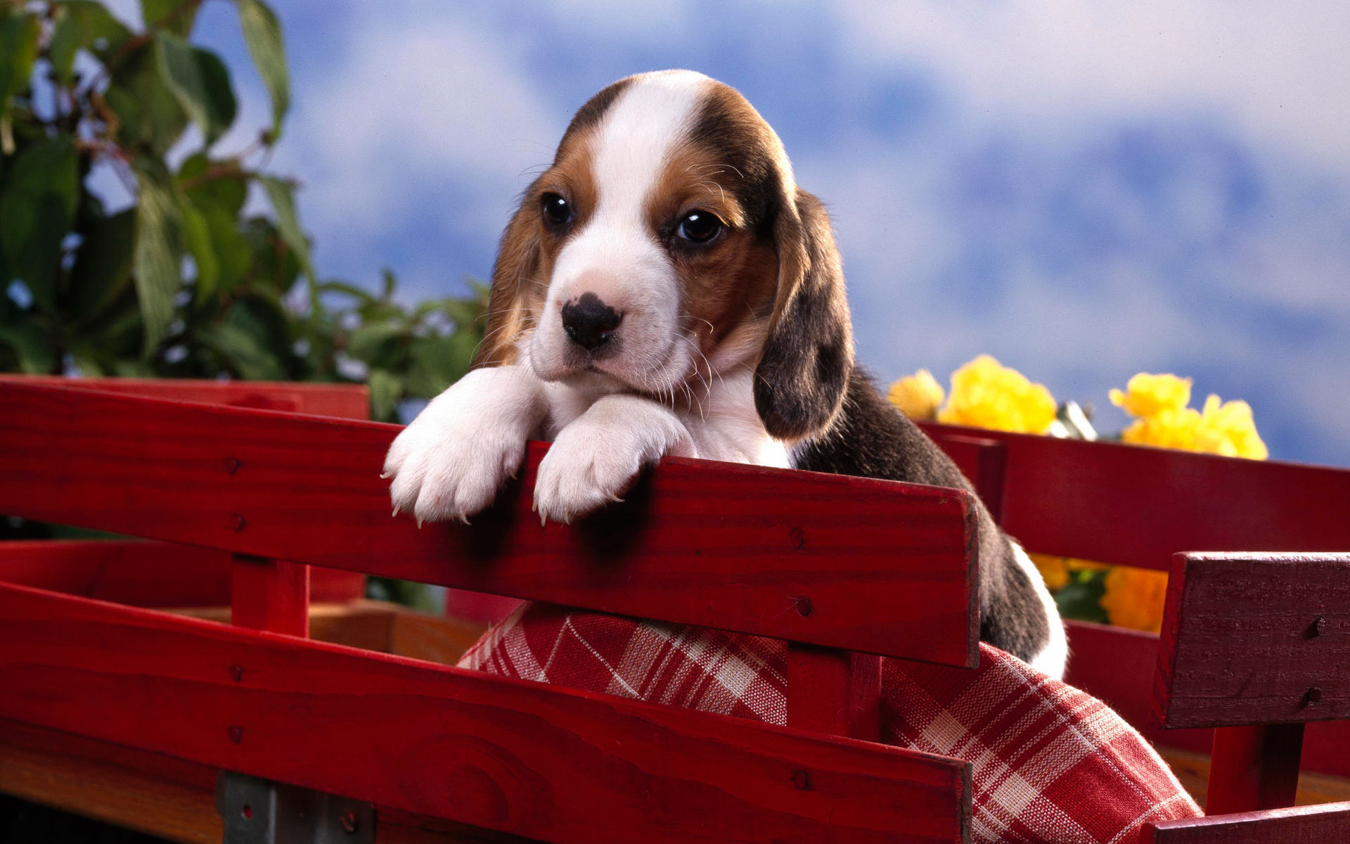 Beagle Puppy HD wallpaper