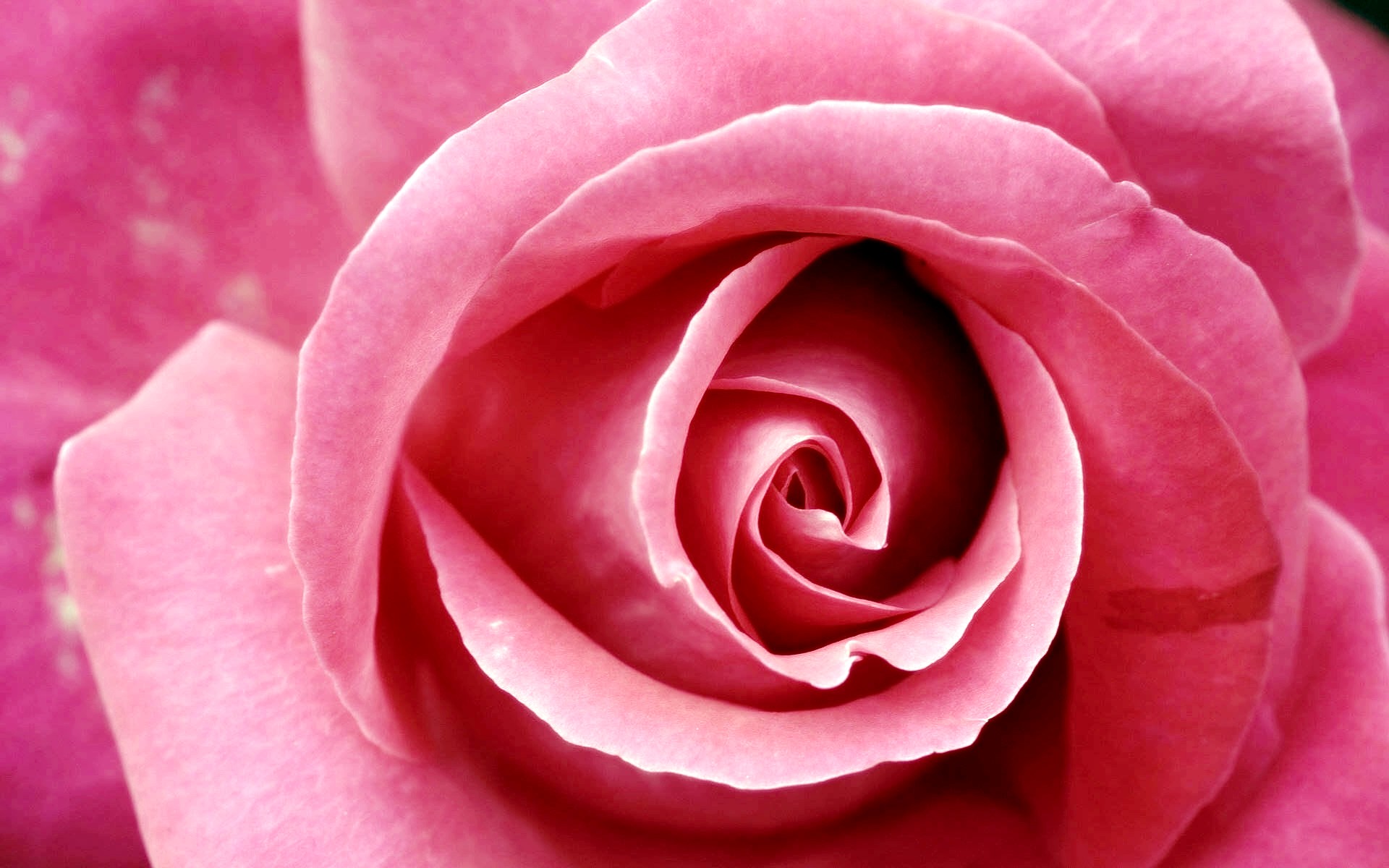 Pink Roses Meaning and Symbolism - Blossmcart Flowers