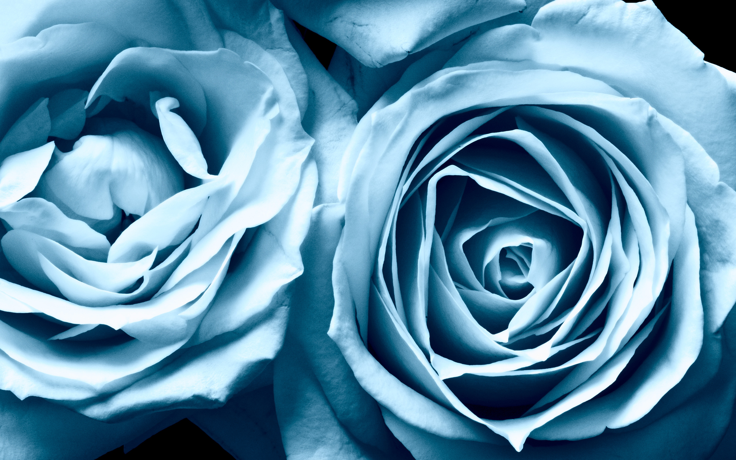 Blue Roses Widescreen HD wallpaper