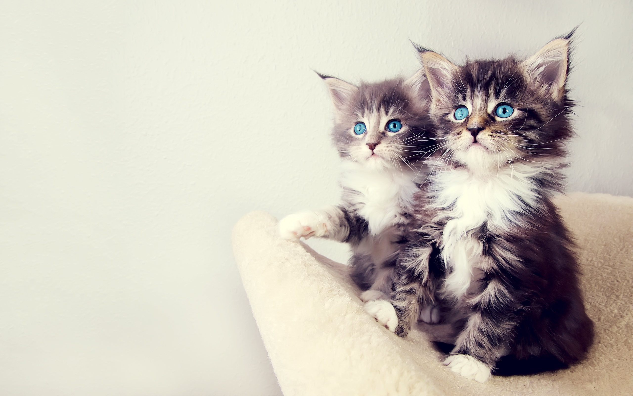 Kittens 4K wallpapers for your desktop or mobile screen free and easy to  download