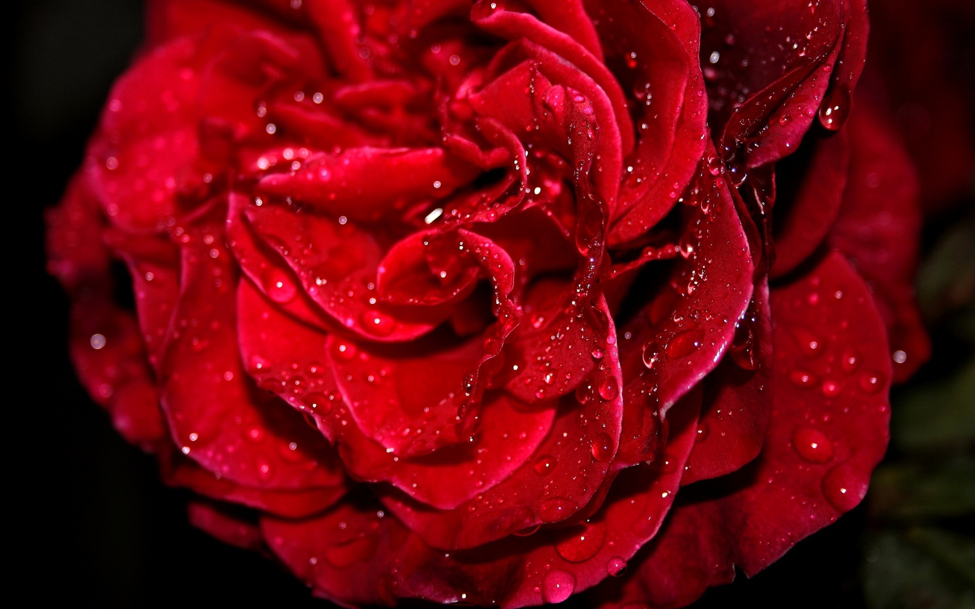Fresh Red Rose HD wallpaper