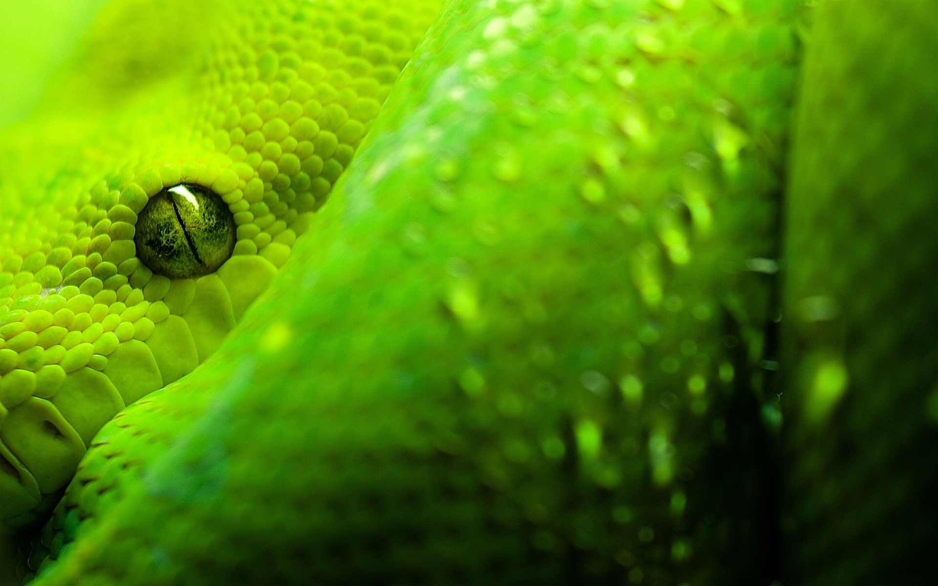 Top more than 120 green snake wallpaper latest - xkldase.edu.vn