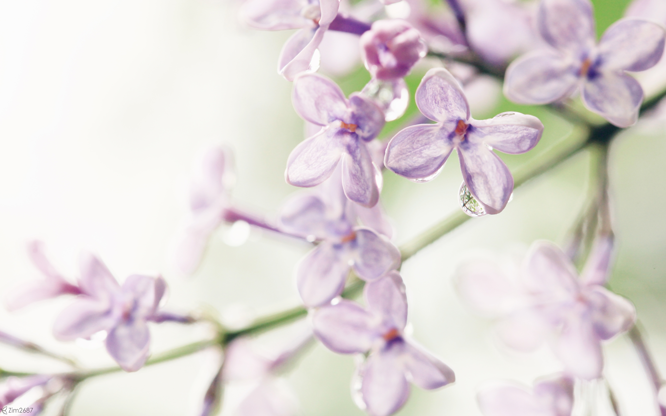 Lilac flowers flower purple plant branch background HD phone wallpaper   Peakpx