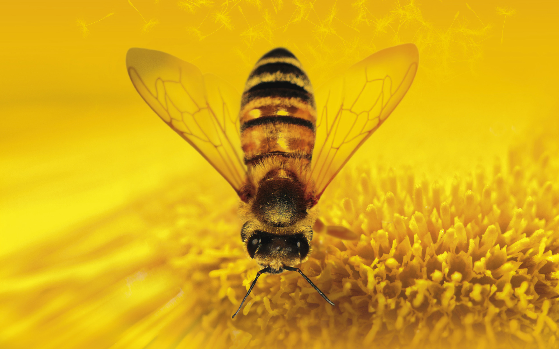 Honey Background Images - Free Download on Freepik