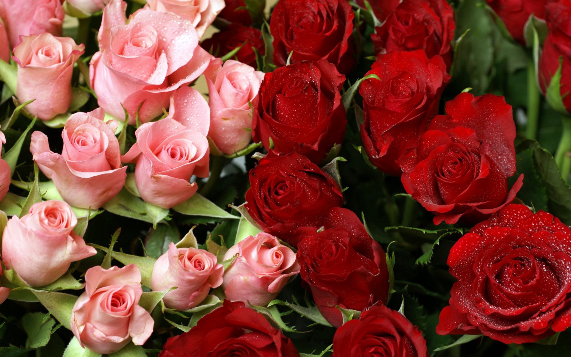 Pink and Red Roses Bouquet HD wallpaper