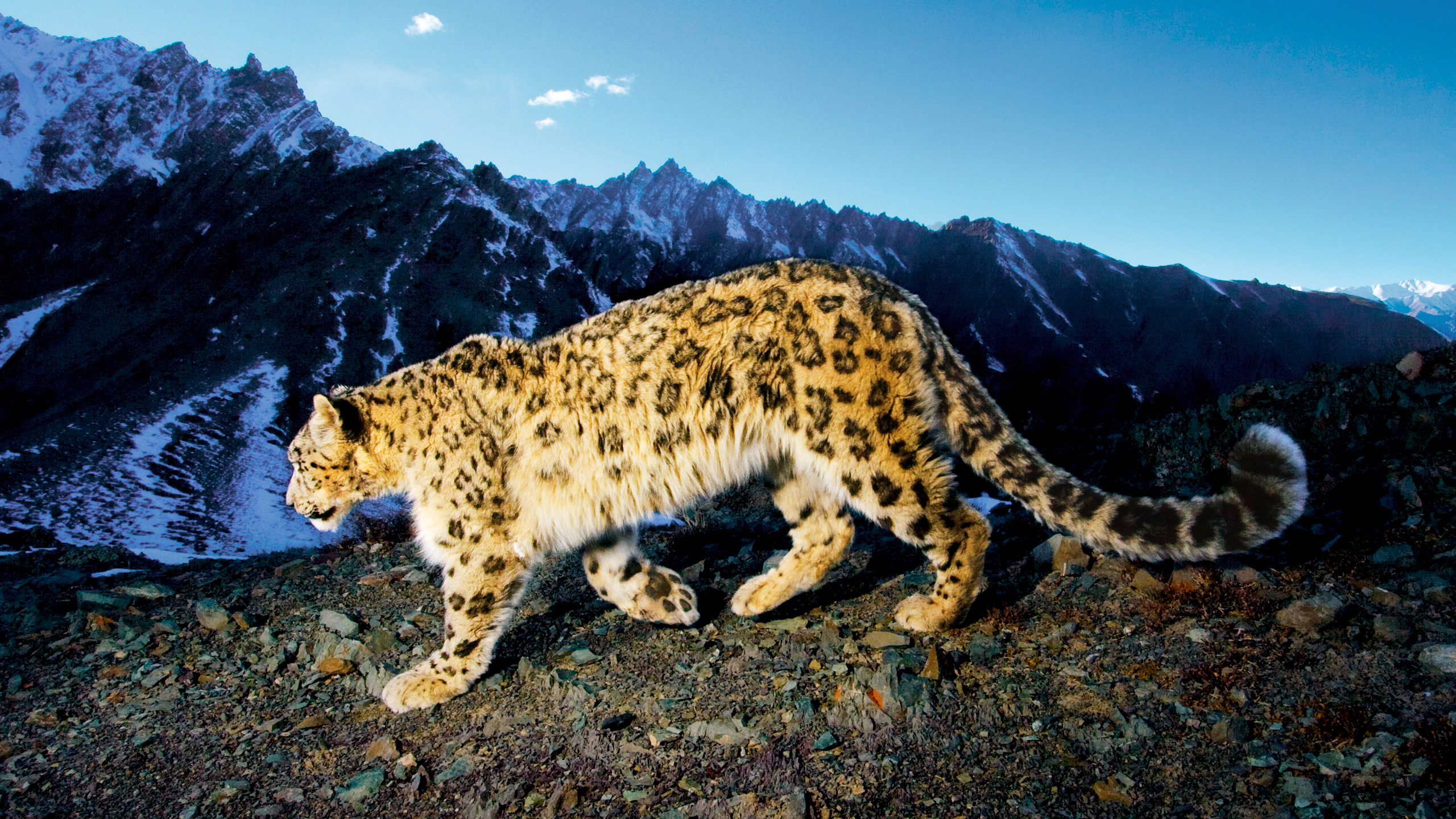 Prowling Snow Leopard HD wallpaper