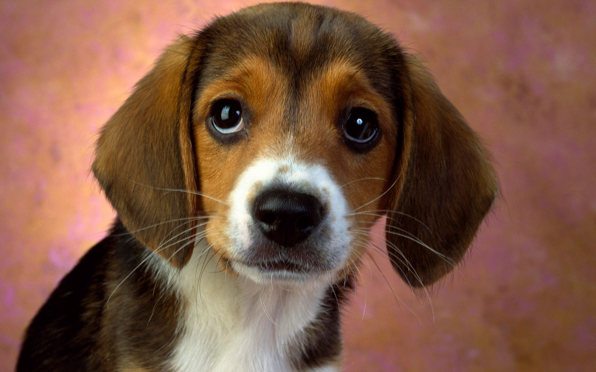 Puppy Eyes Beagle HD wallpaper