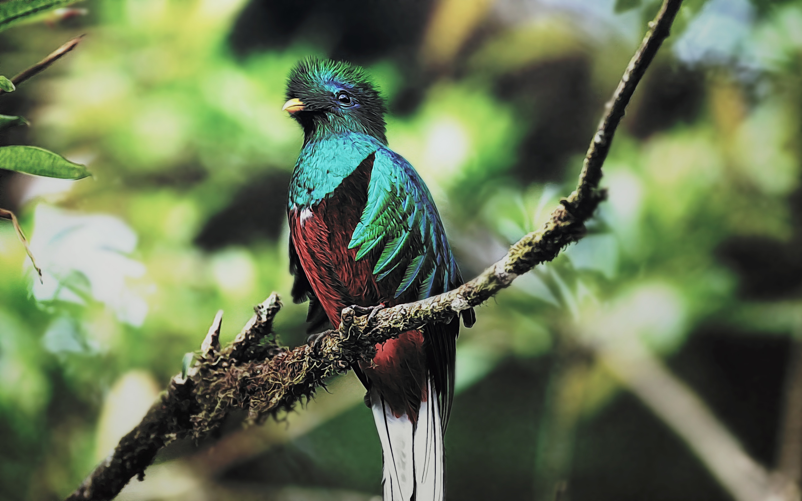 Quetzal Bird HD wallpaper
