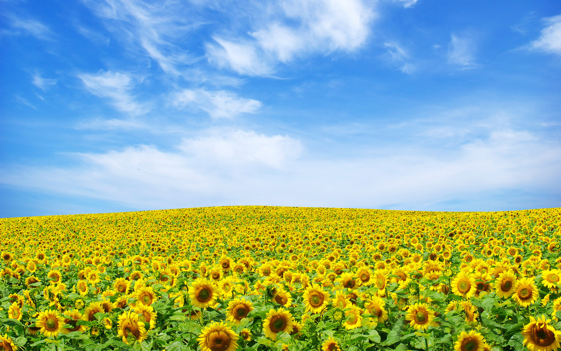 Sunflower Landscape HD wallpaper