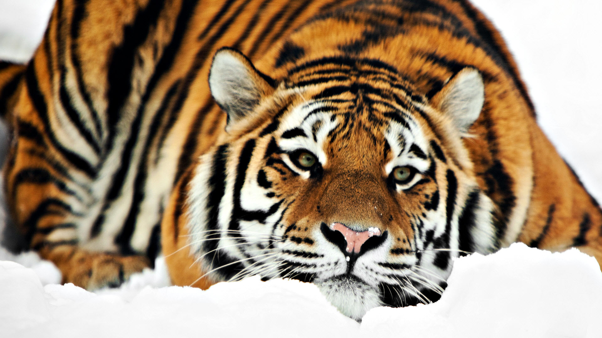 Discover 162+ tiger mobile wallpaper best - vova.edu.vn