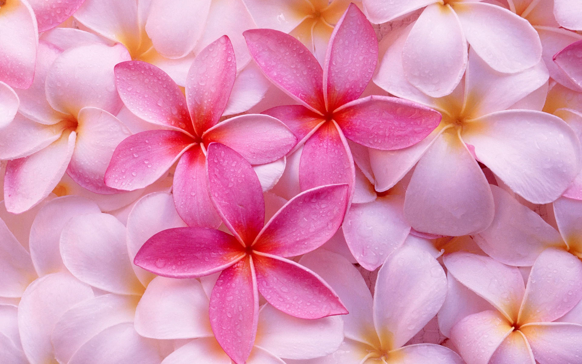 Plumeria iPhone Wallpapers  Top Free Plumeria iPhone Backgrounds   WallpaperAccess