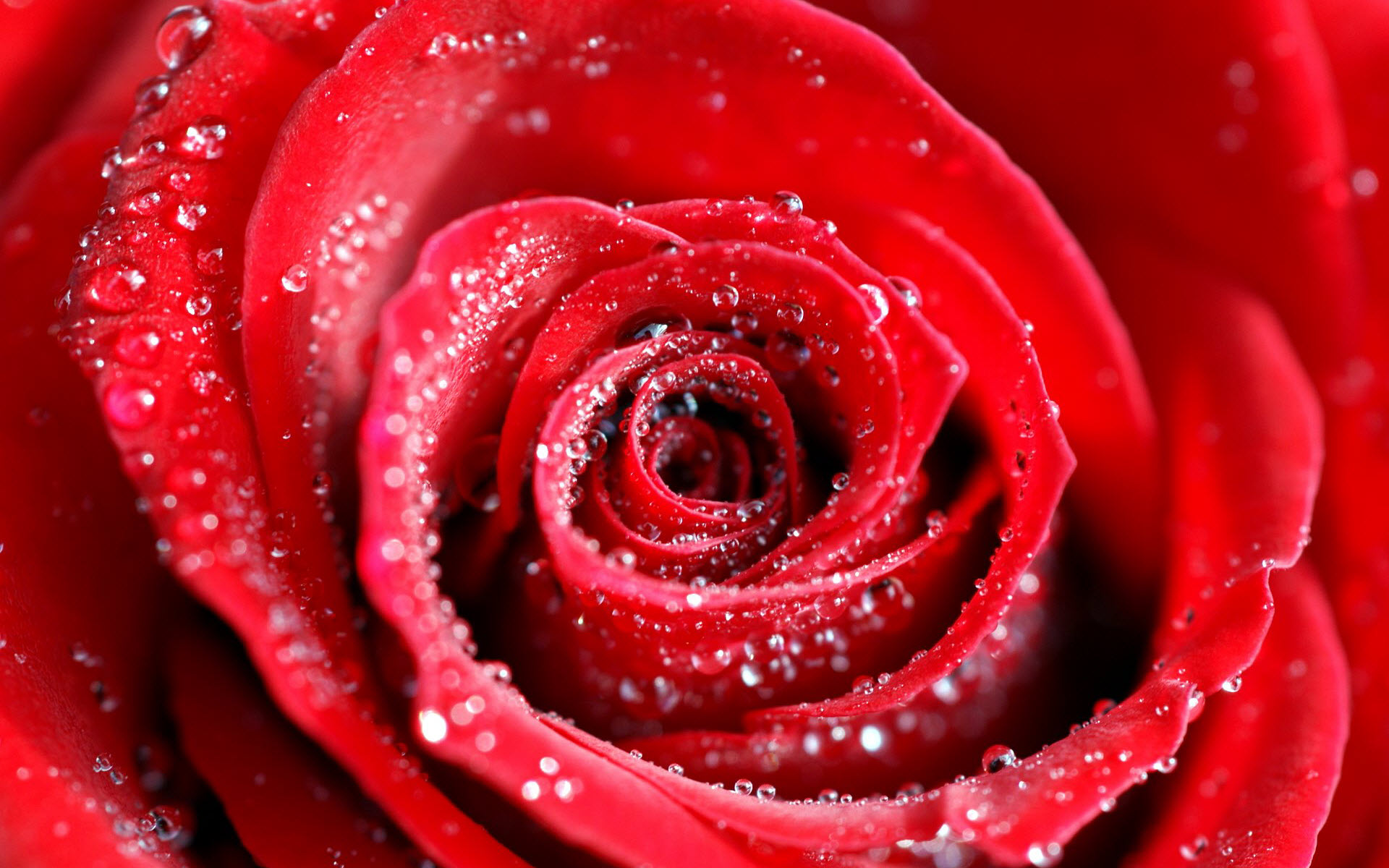 HD wallpaper One red rose flower green leaves water drops  Wallpaper  Flare