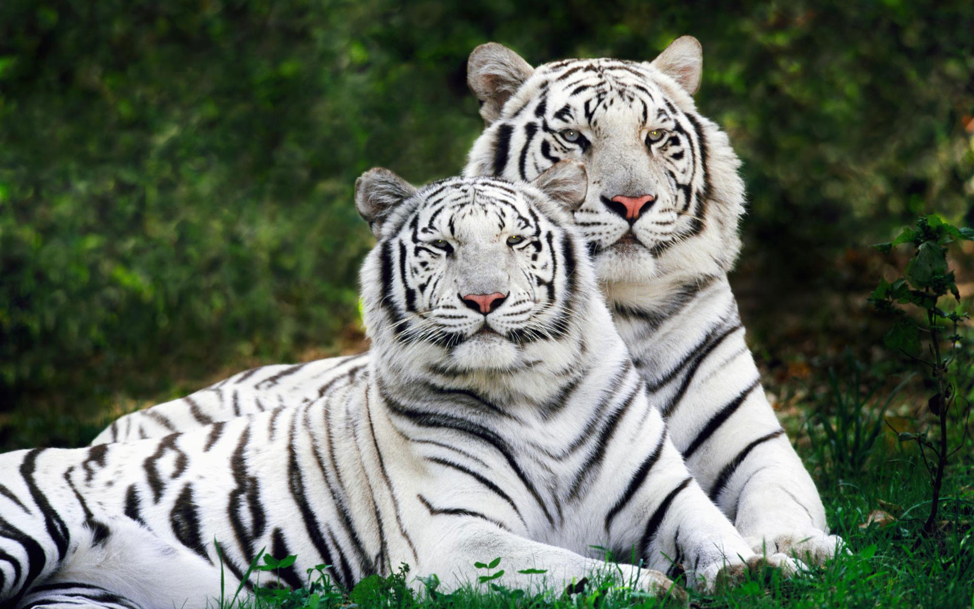 Free download Tiger Widescreen Hd Wallpaper 1280x800 pixel Popular HD  Wallpaper [1280x800] for your Desktop, Mobile & Tablet | Explore 49+ HD  Wallpaper Tiger | White Tiger Wallpaper Hd, White Tiger Hd