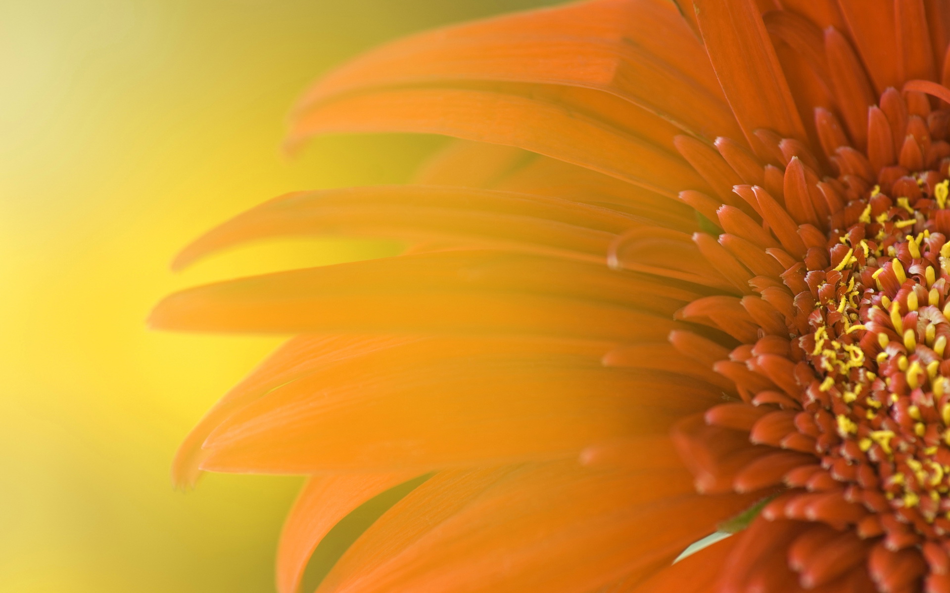 Widescreen Sunflower HD wallpaper