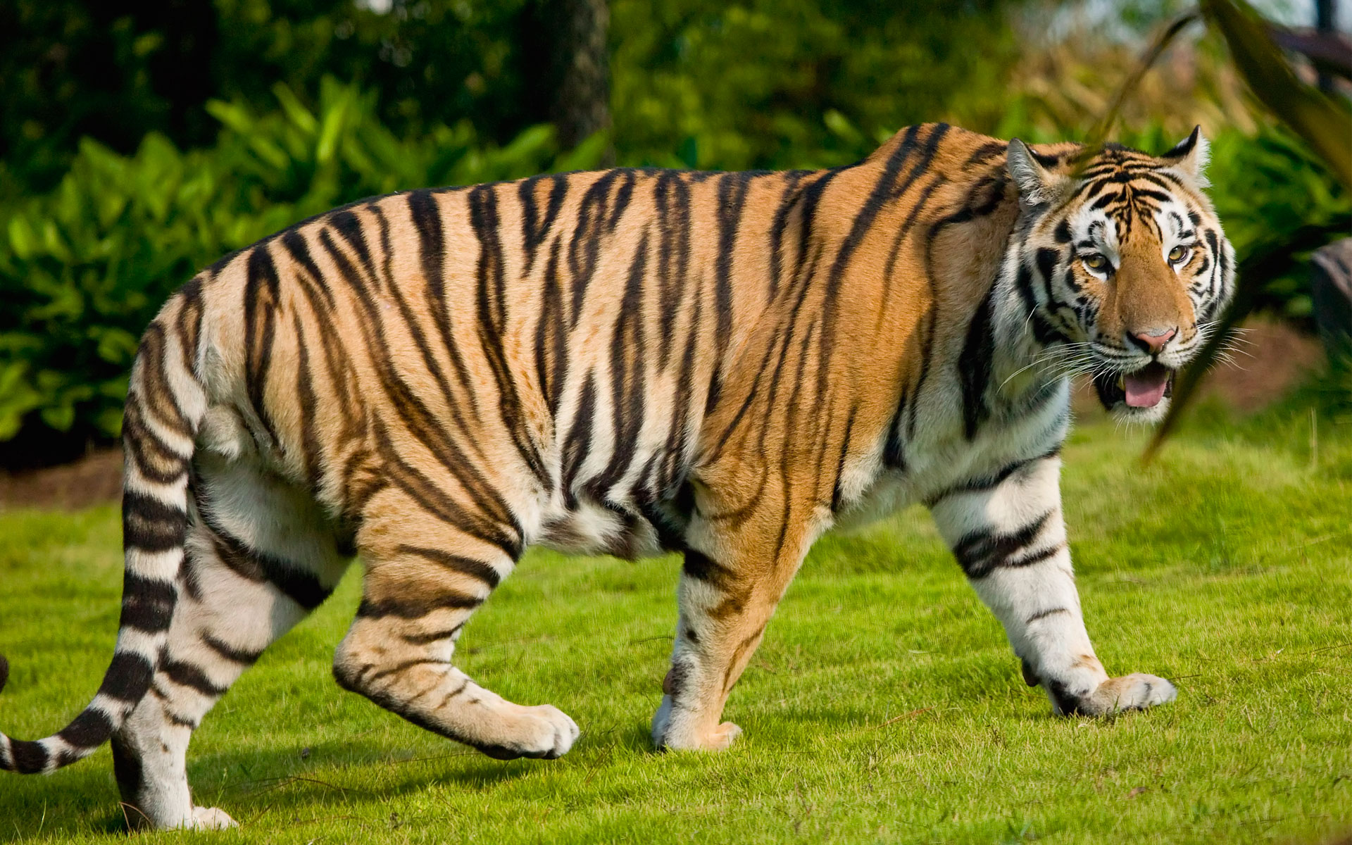 Wild Tiger Wallpapers | Wallpapers HD