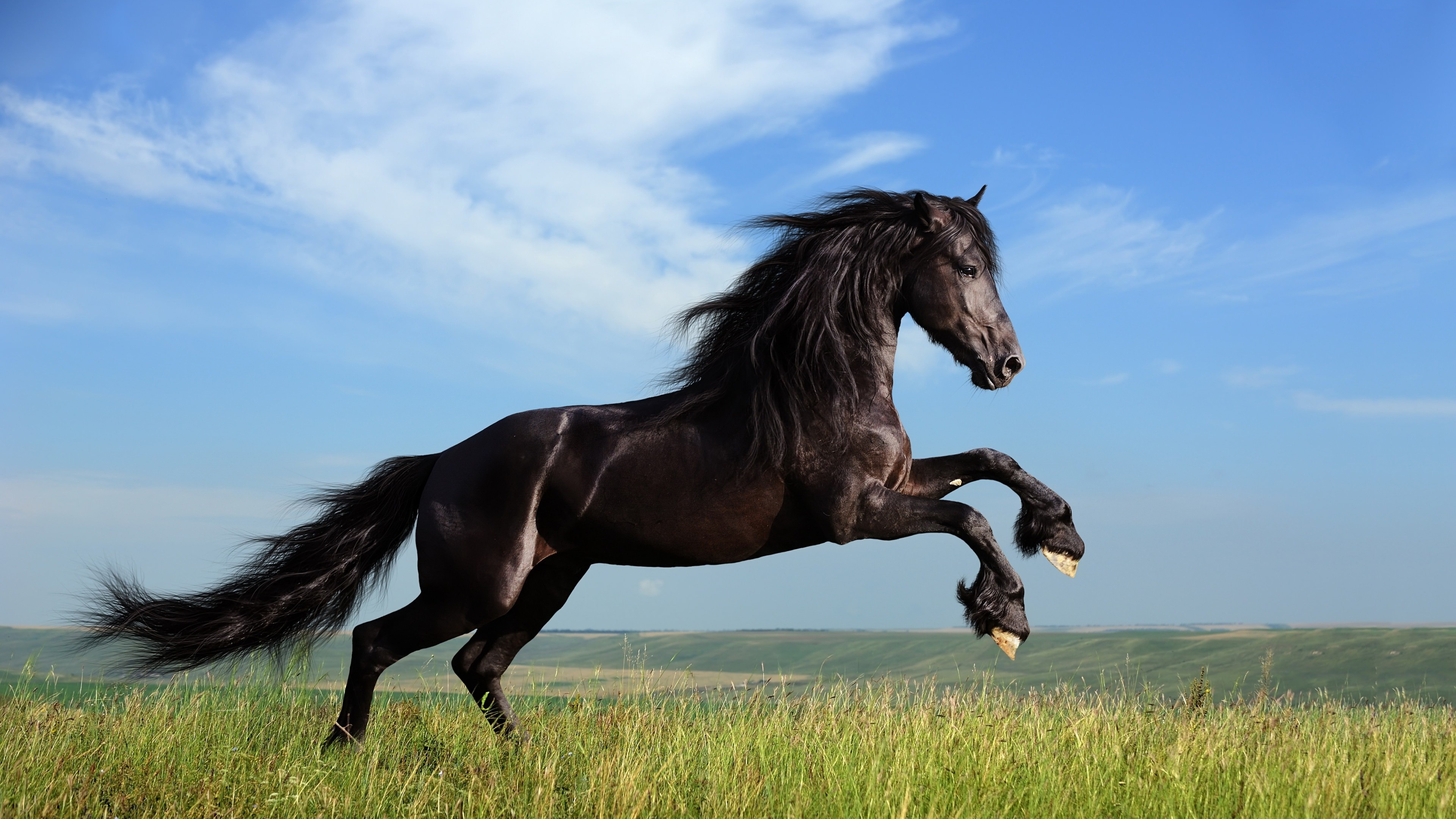 Majestic Black Horses Run on Misty Beach, AI Generative Stock Image - Image  of mane, wallpaper: 272207397