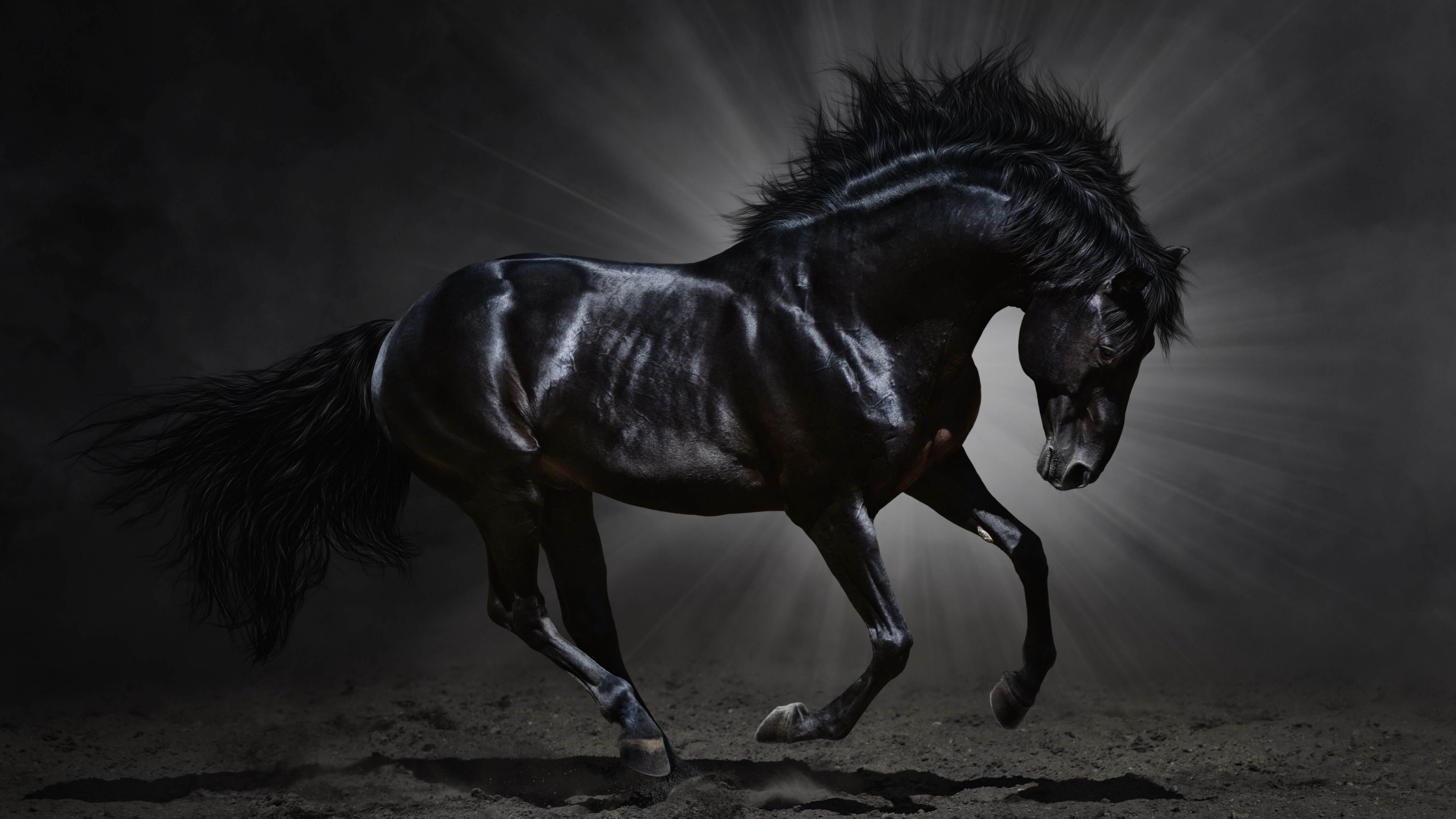 Dark Horse 4K wallpaper