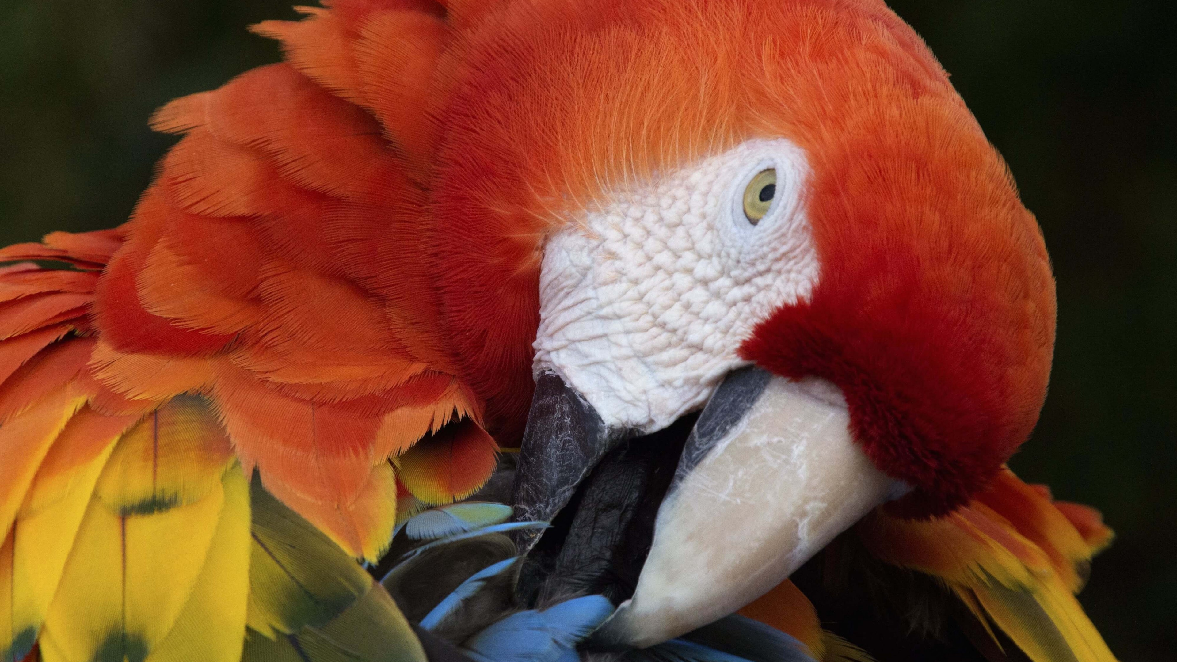 Macaw Parrot 4K wallpaper