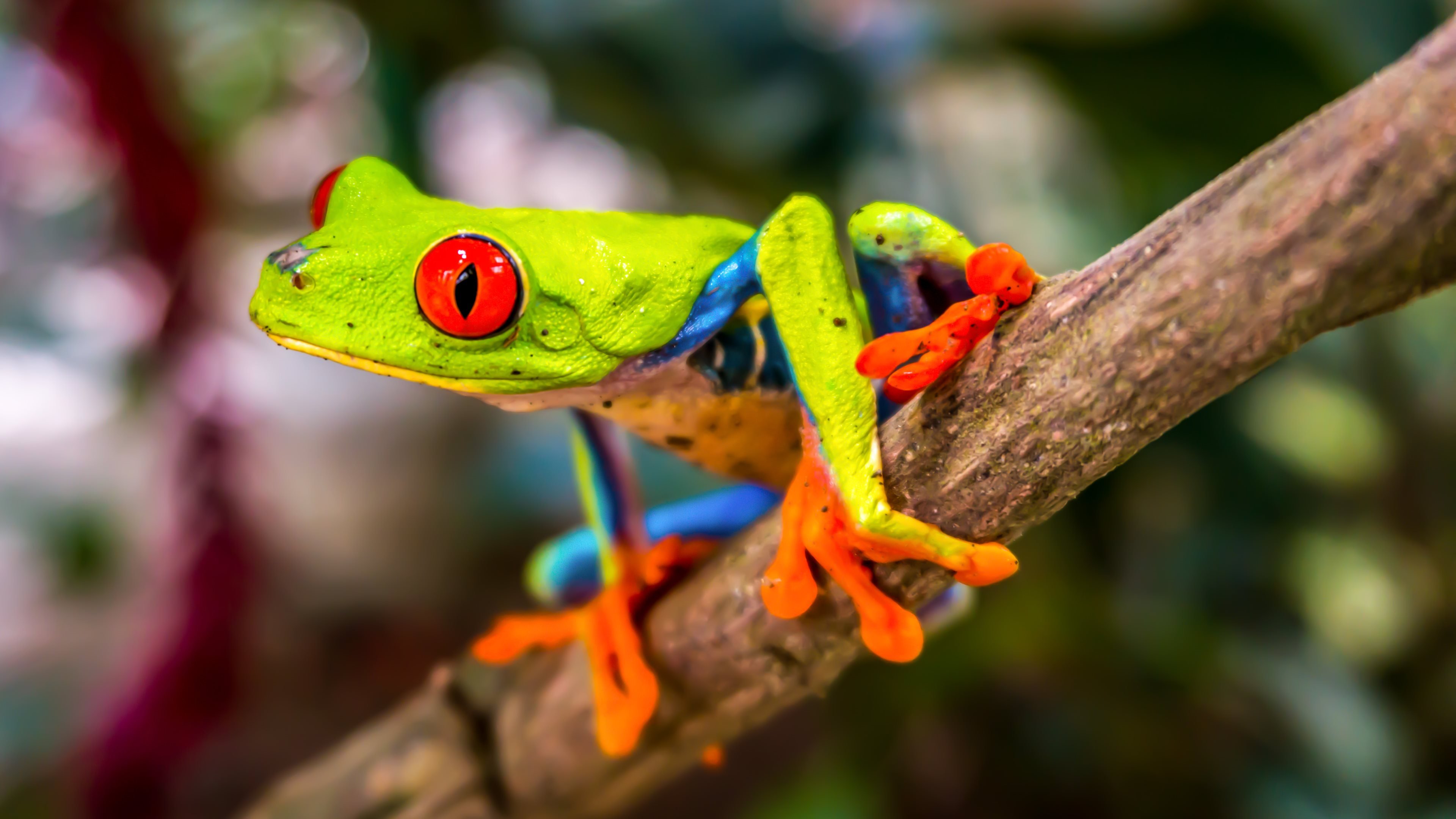 frog desktop wallpaper