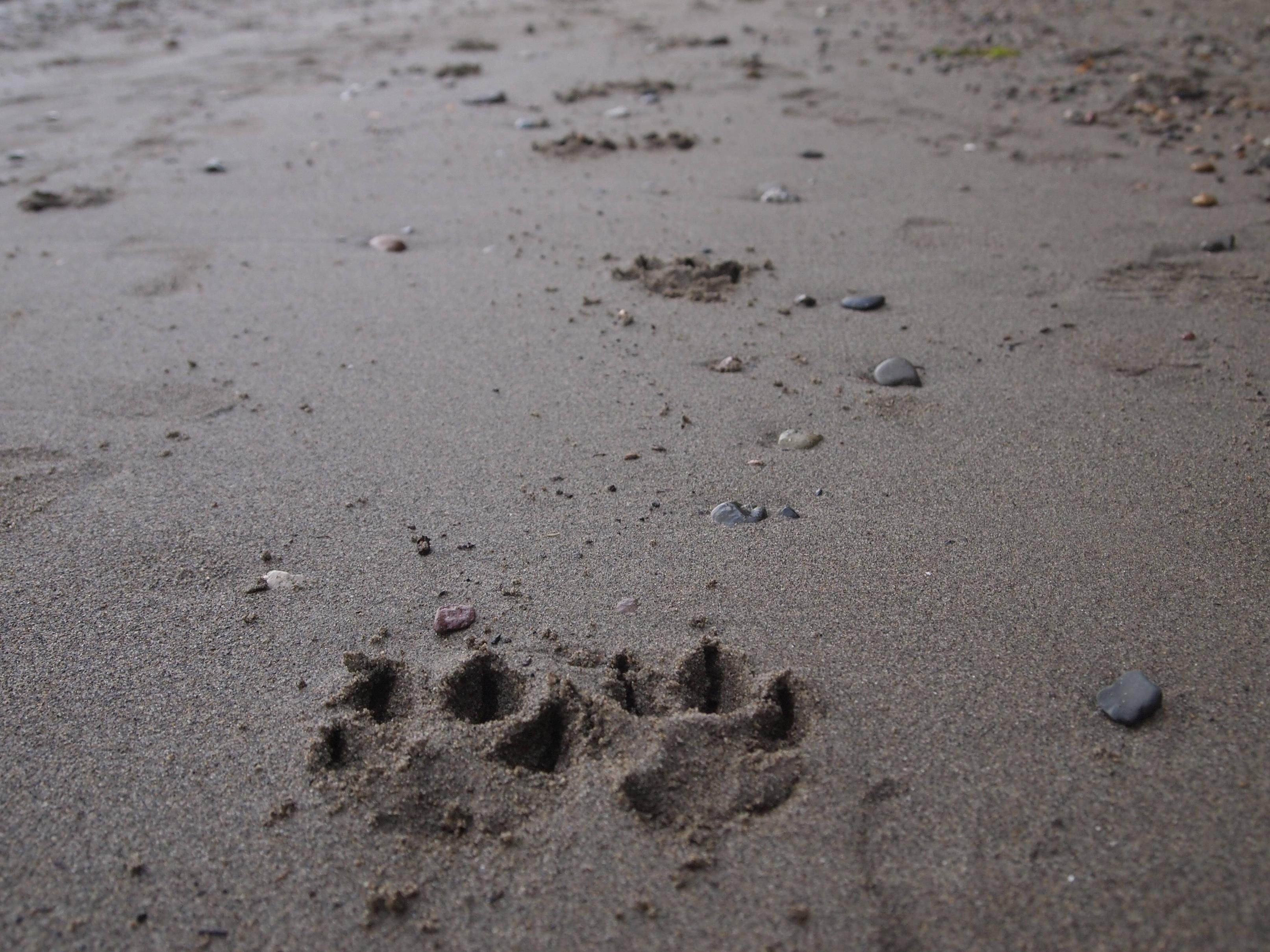 Dog Paw Prints in the Pacific Northwest HD wallpaper