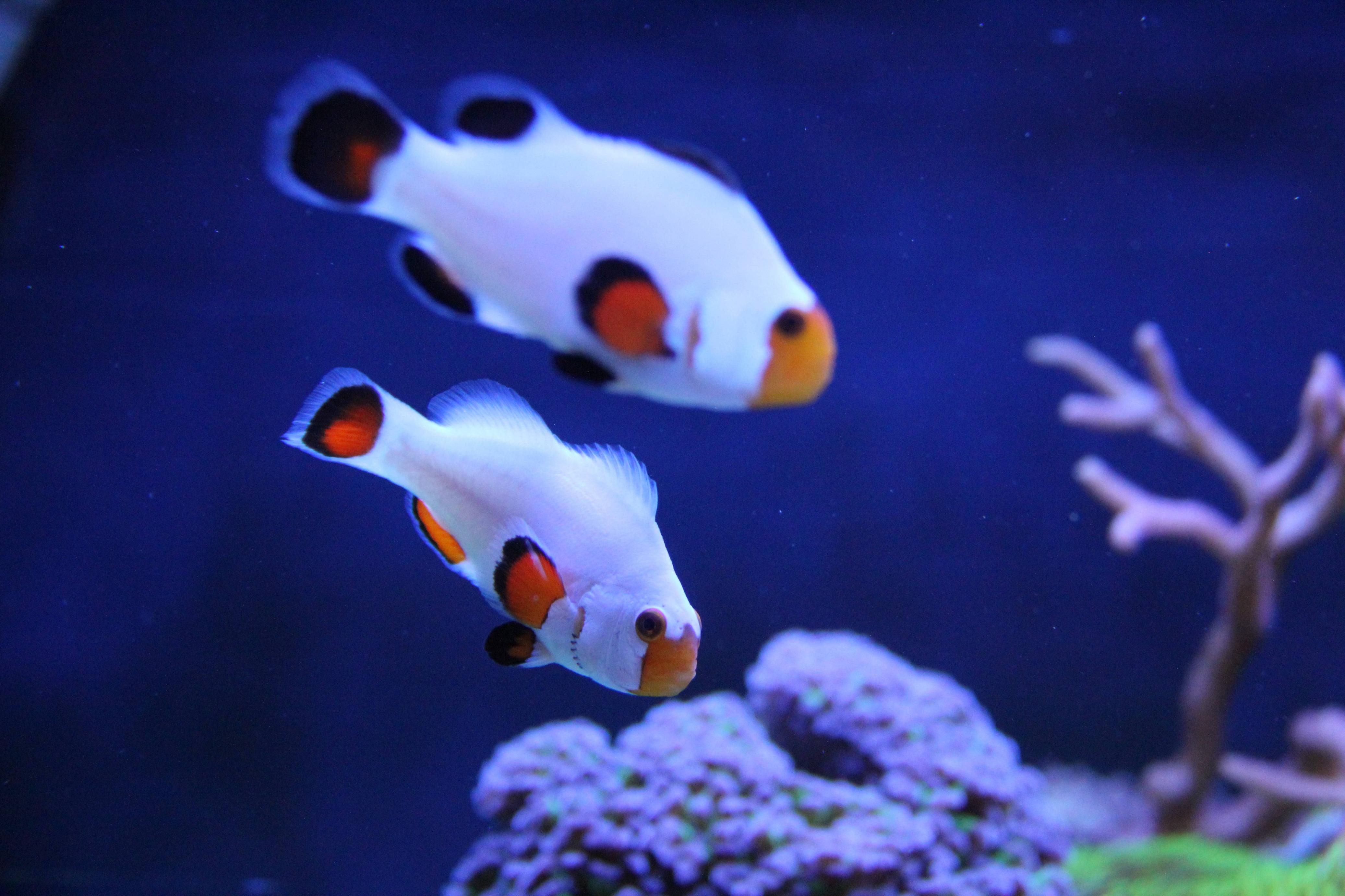 Can Clownfish Live In Freshwater? - Reef Craze