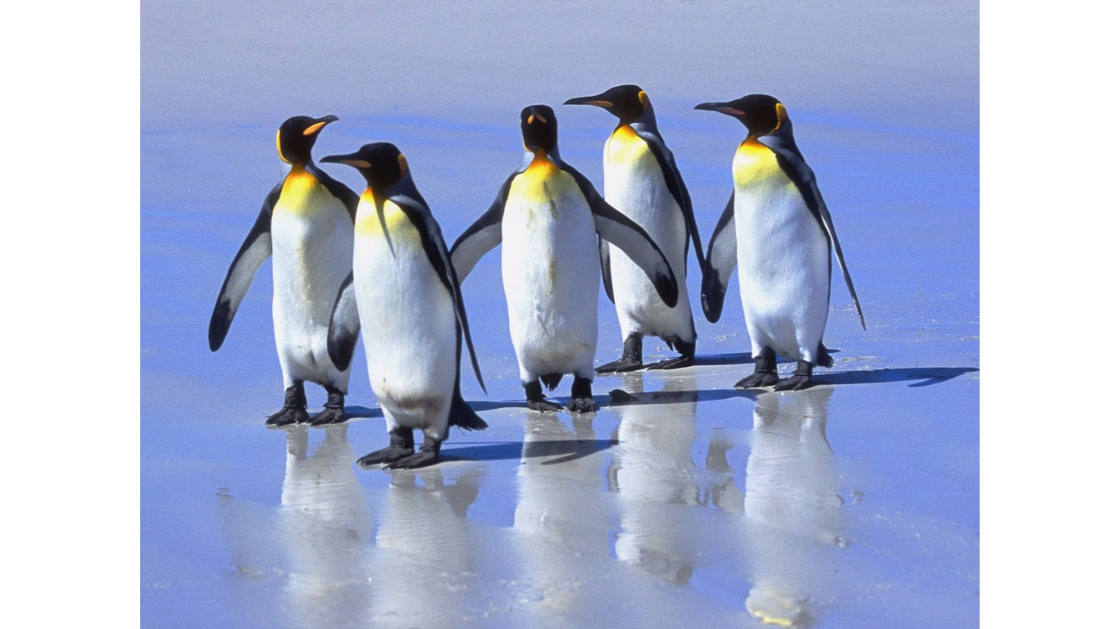 Penguin 4K wallpapers for your desktop or mobile screen free and easy to  download