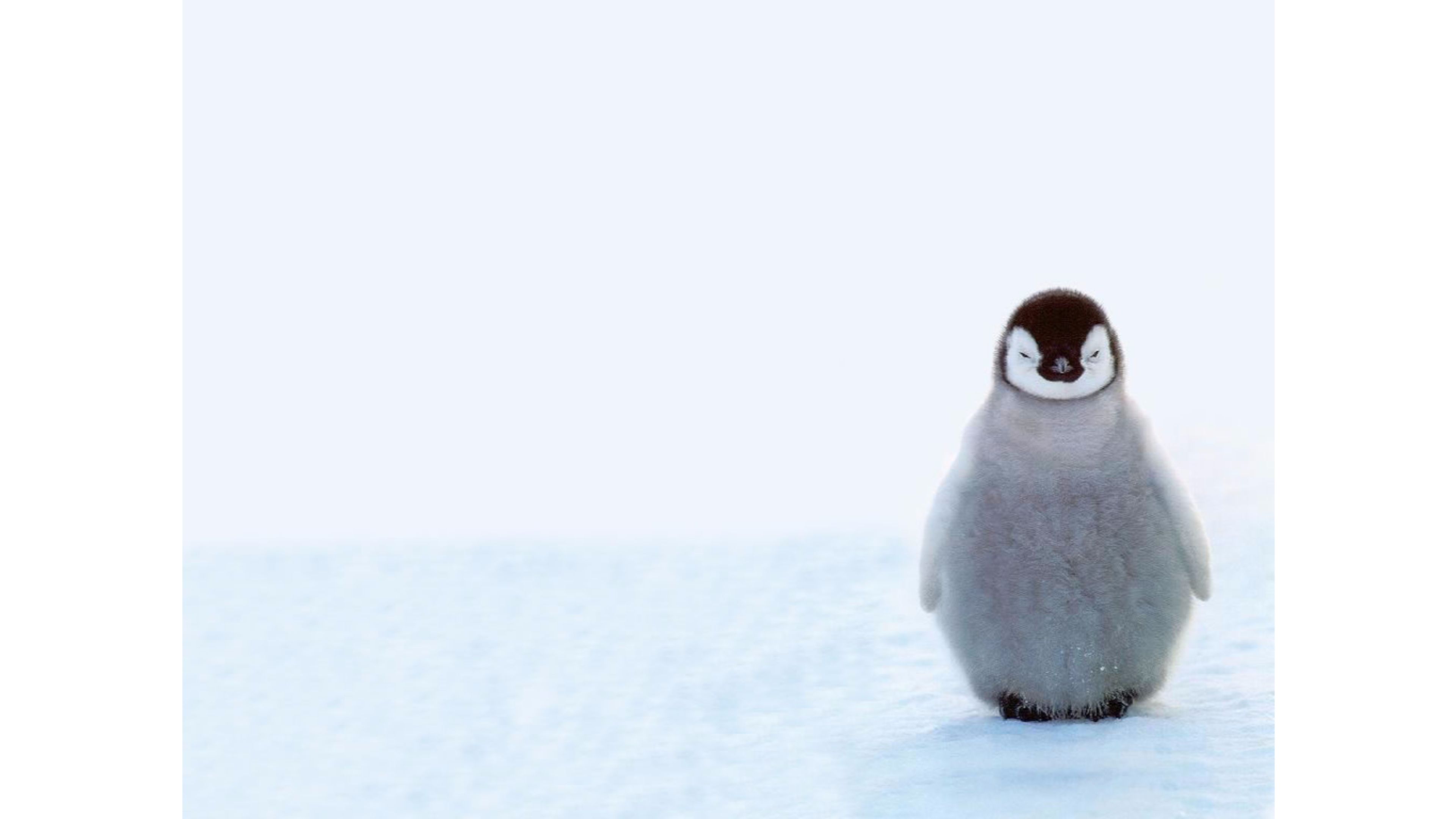 35 Cute Penguin Backgrounds